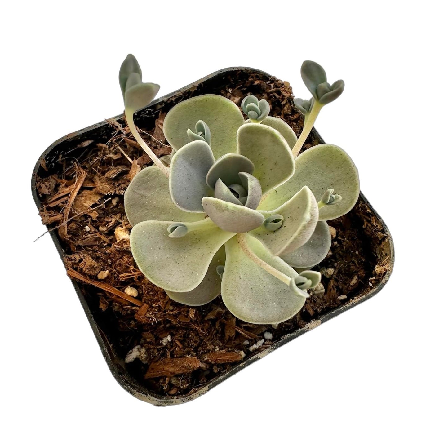 Live Cactus and Succulent plants for Home Office Decor - 2"pot Orostachys Boehmeri Chinese Dunce Cap