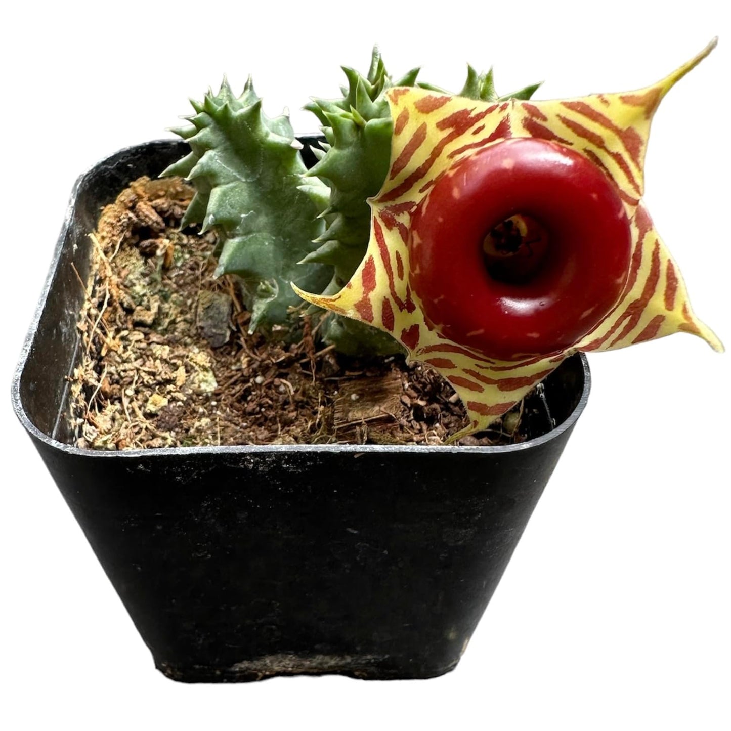 Live plants Lifesaver Plant Huernia zebrina - 2"pot
