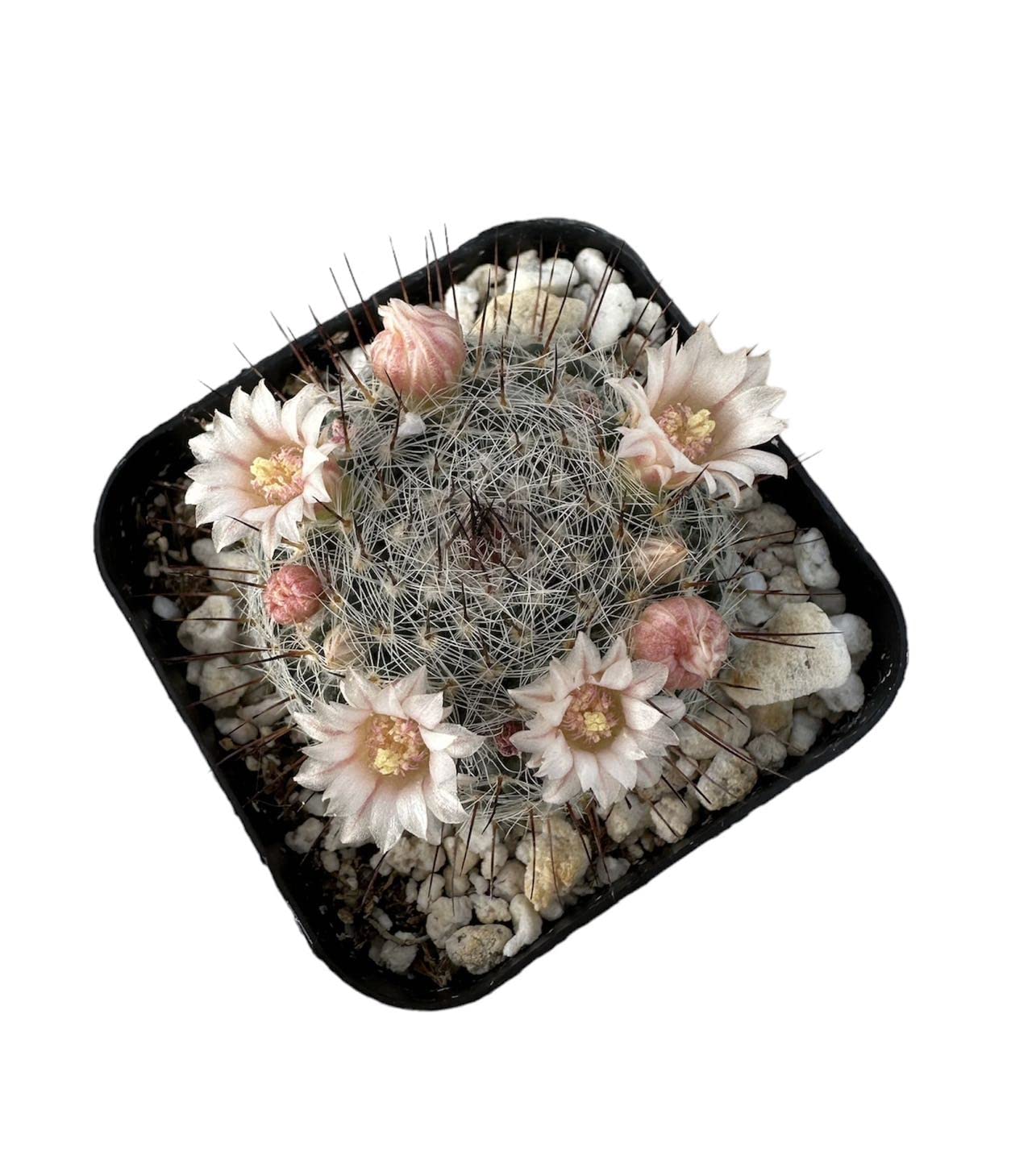 Live Cactus and Succulent plants for Home Office Decor - 2"pot Mammillaria Ritteriana