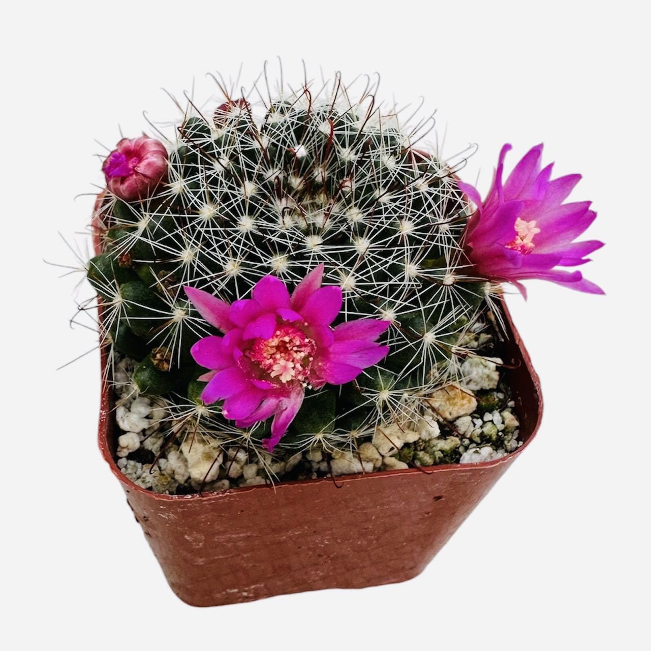 Live Mammillaria Cactus Plants Collection for Home Decor 2"pot - Zeilmanniana
