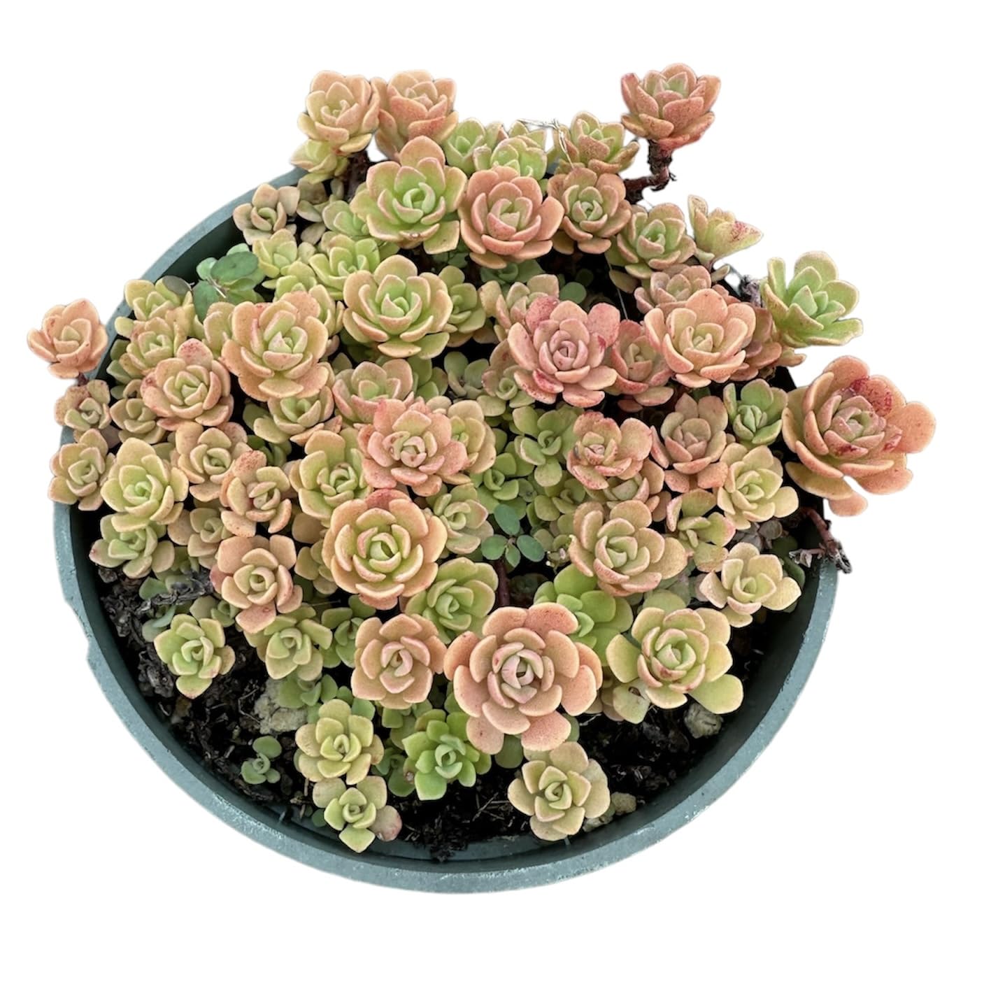 Live Cactus Succulent Plants for Home Decoration - Variant 40