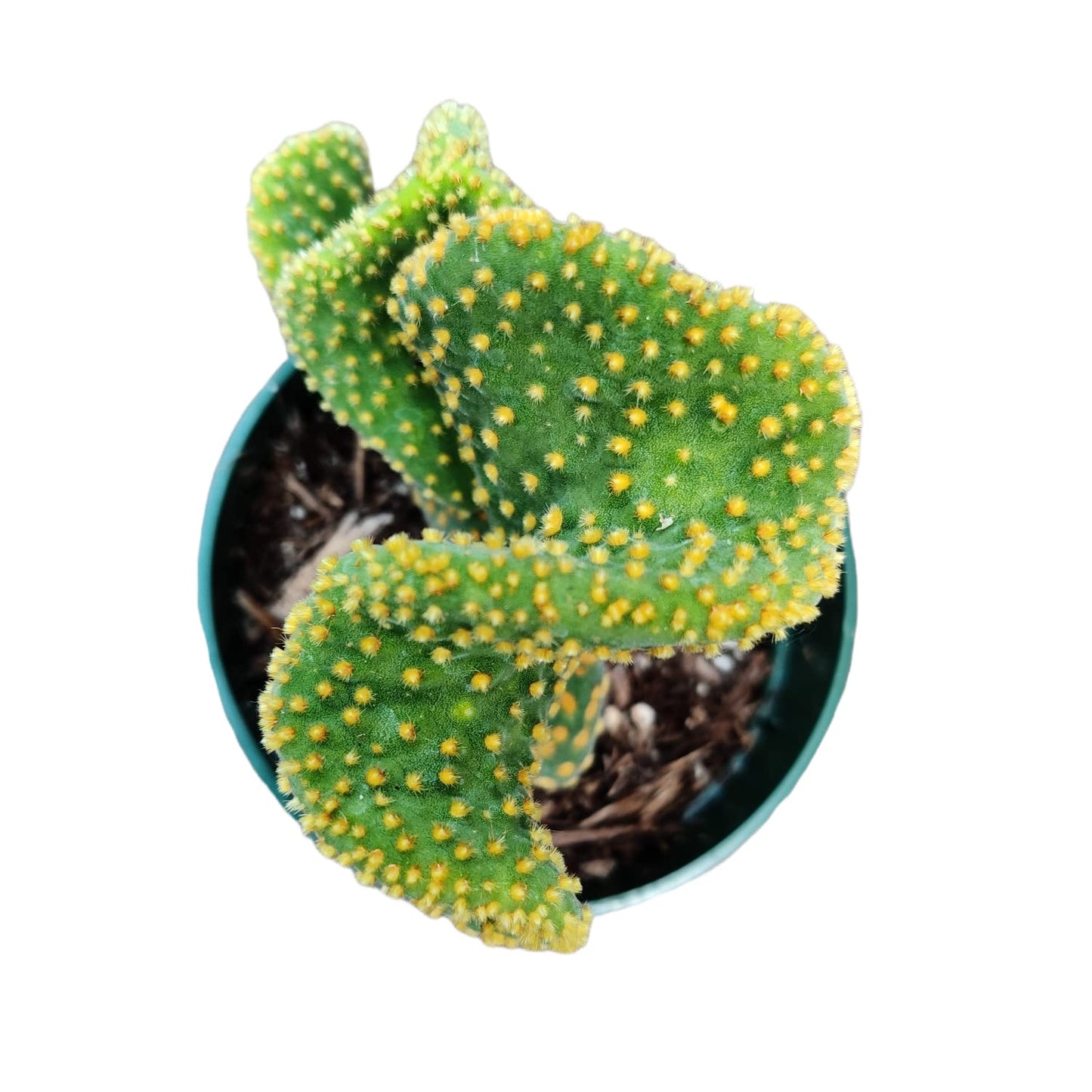 Live Cactus plants for Home Office Decoration - 4"pot Opuntia Microdasy Golden Swirl Monstrose