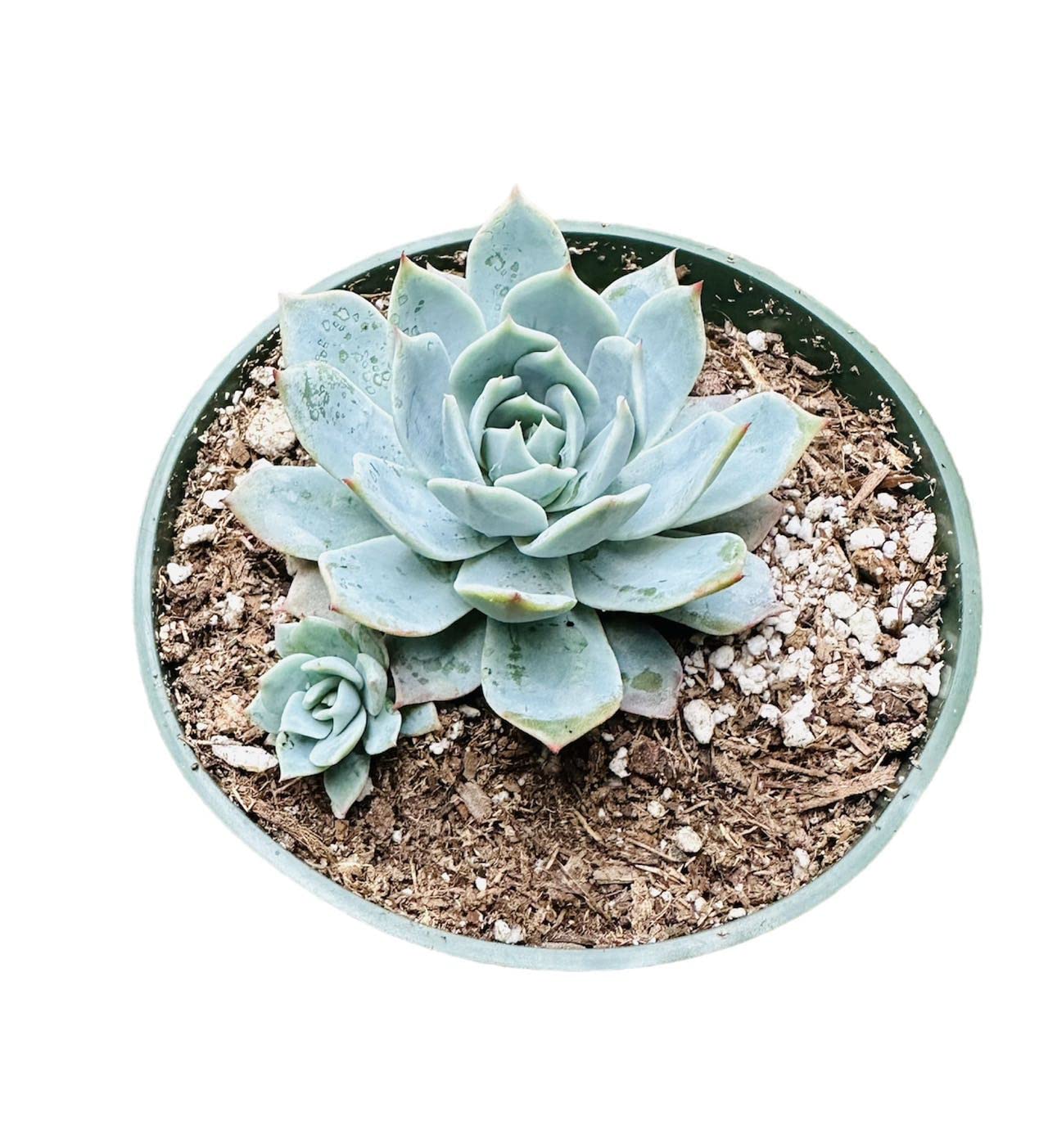 Live Cactus and Succulent plants for Home Office Decor - 4"pot Echeveria Secunda Blue Mist