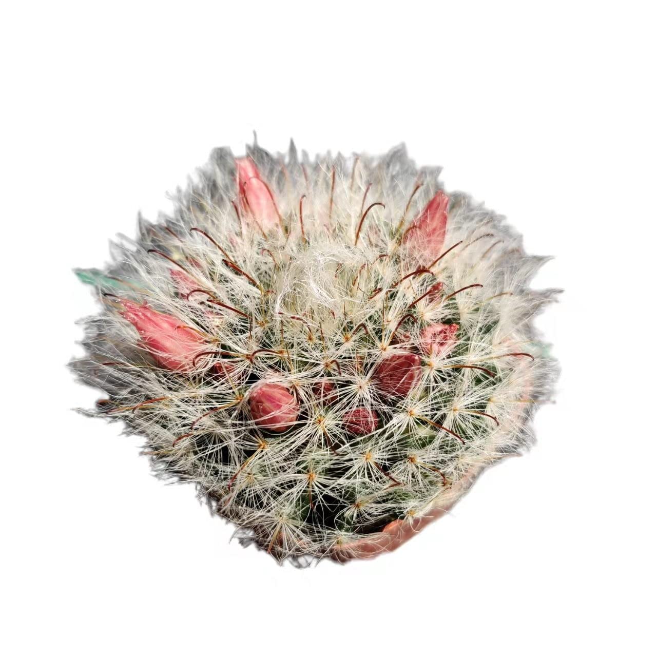 Live Cactus Plants from USKC - 2"pot Mammillaria Bocasana