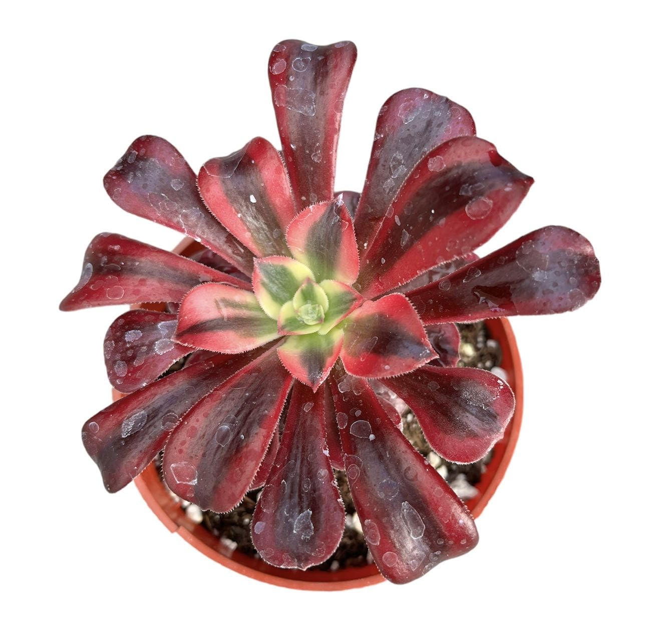 Rare Live Succulent Cactus Plants for Home Office Decor (2" Pot Variegated Delosperma echinatum - Variegated Pickle Plant) - 4"pot Aeonium Medusa