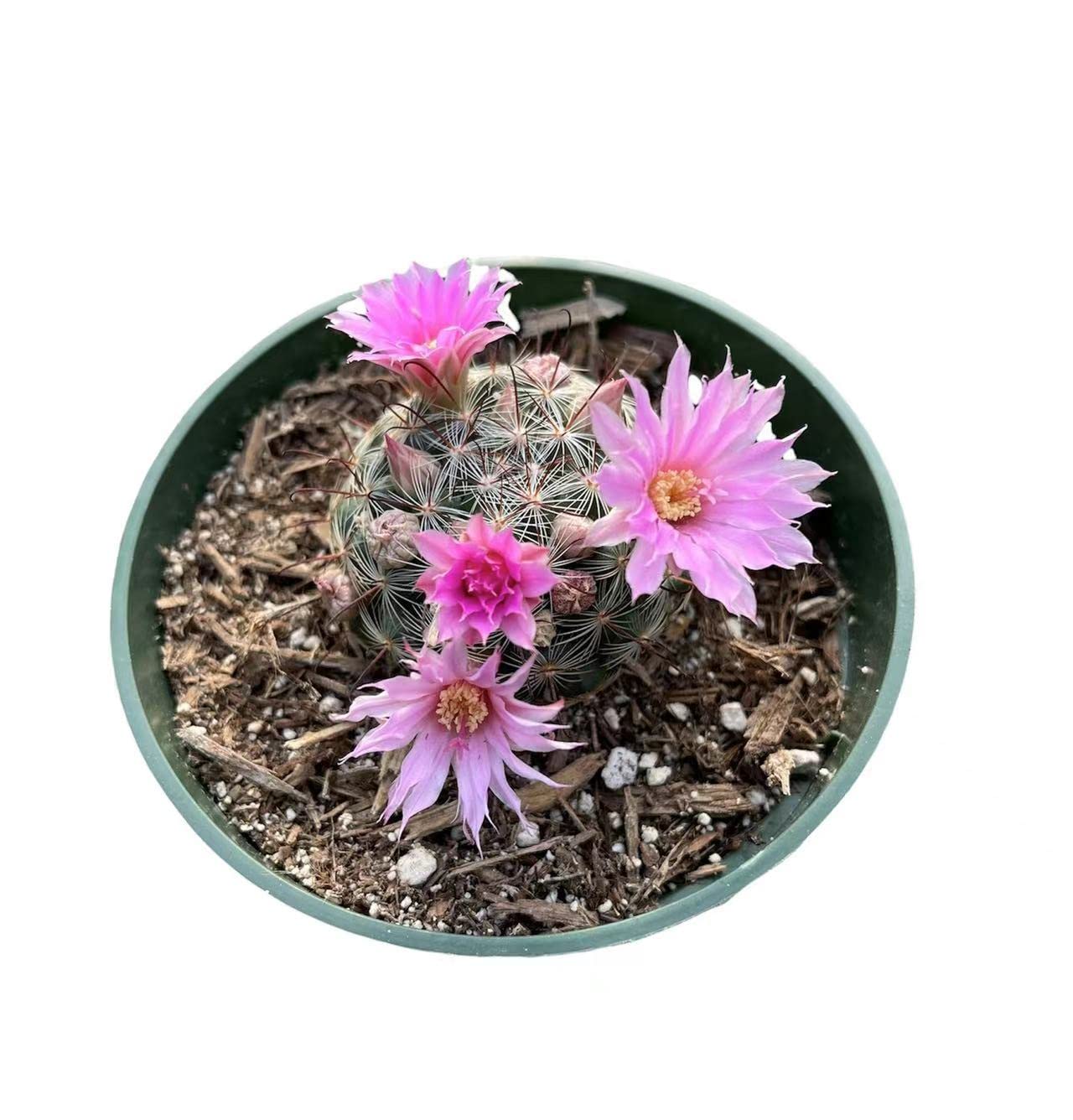 Live Cactus plants for Home Office Decoration - 4"pot Mammillaria Stampferi