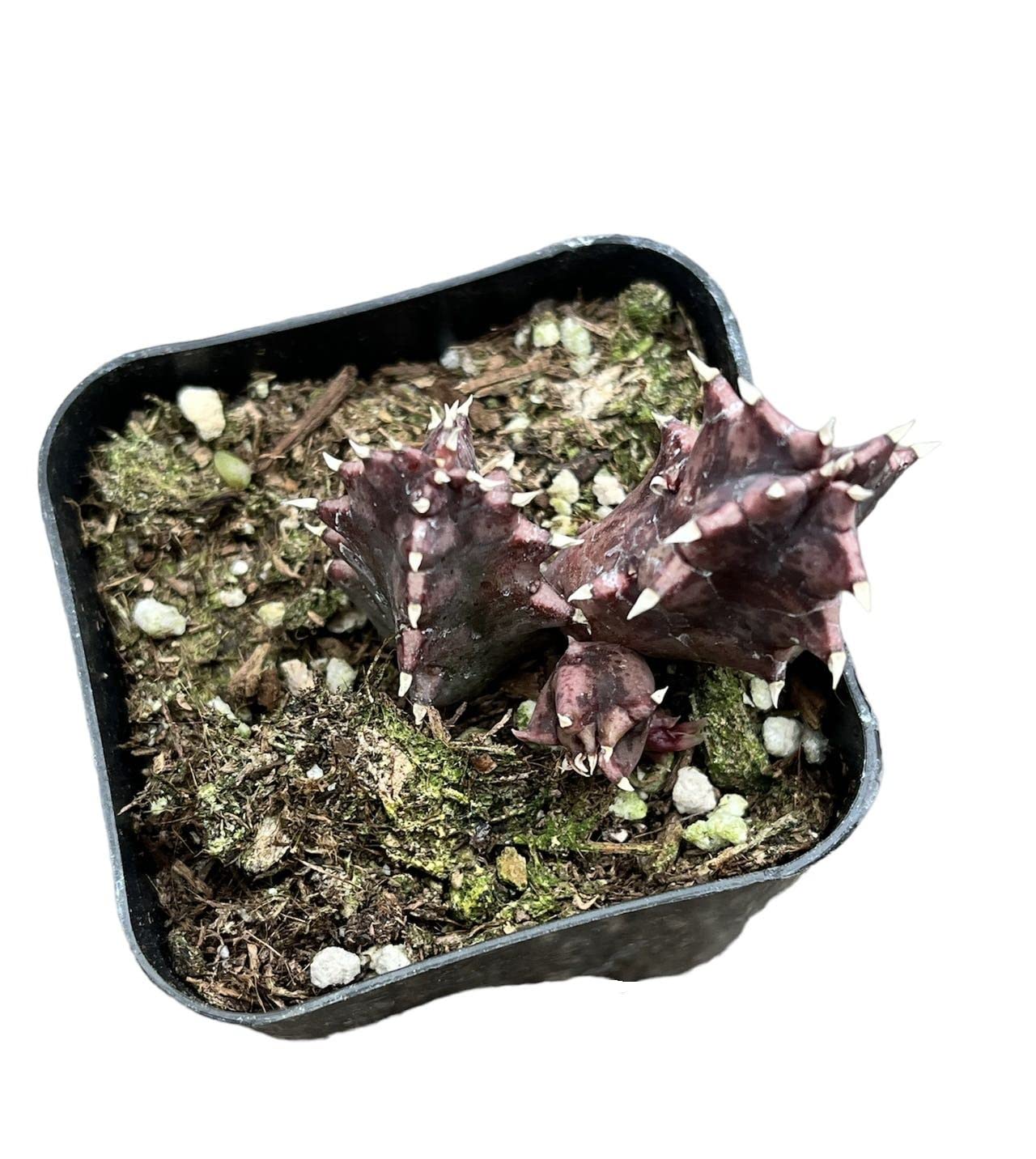 Live plants Lifesaver Plant Huernia zebrina - Variant 7