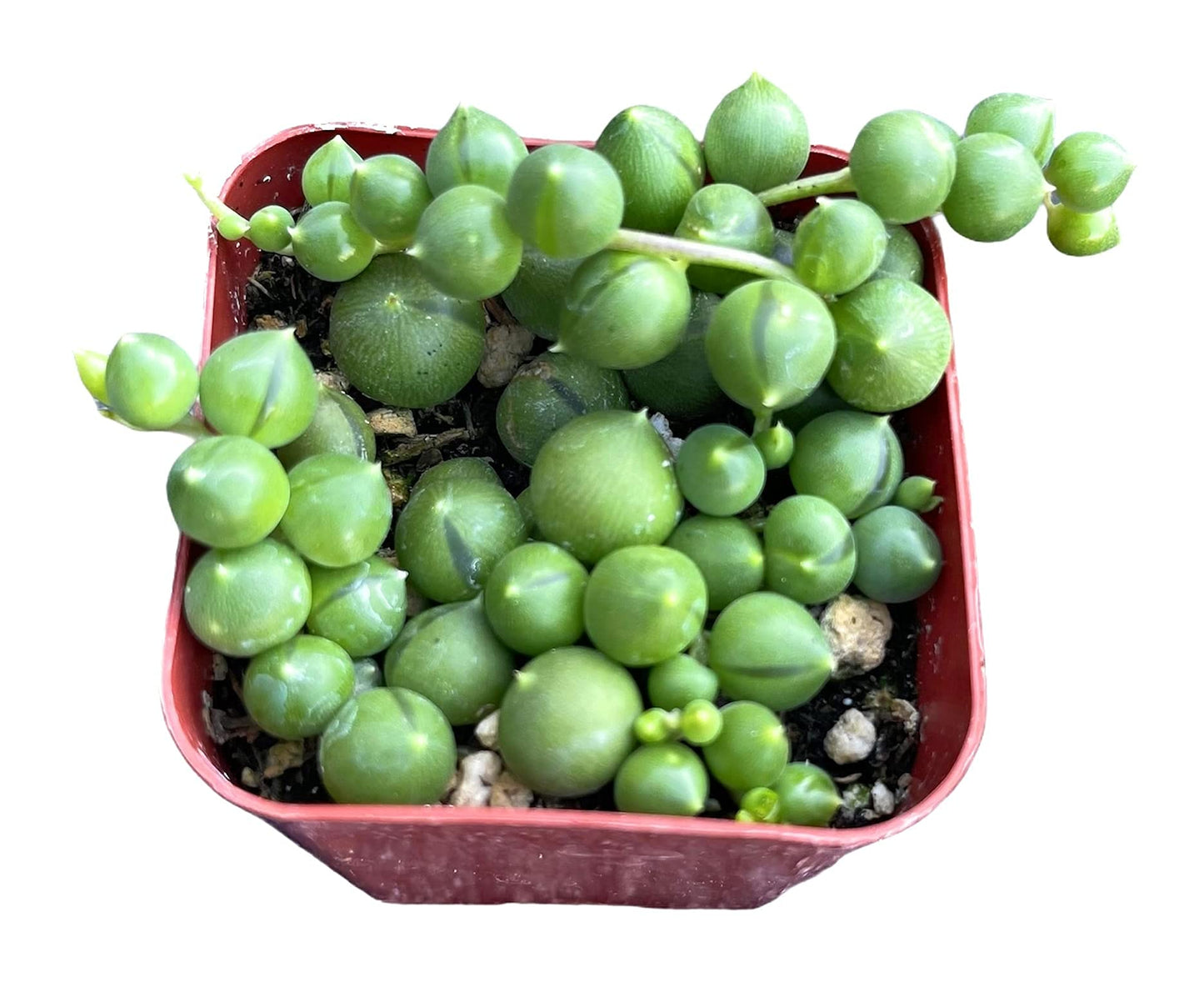 Live String Plants Succulents String of Pearls Well Rooted (two 2"pot set) - Variant 2