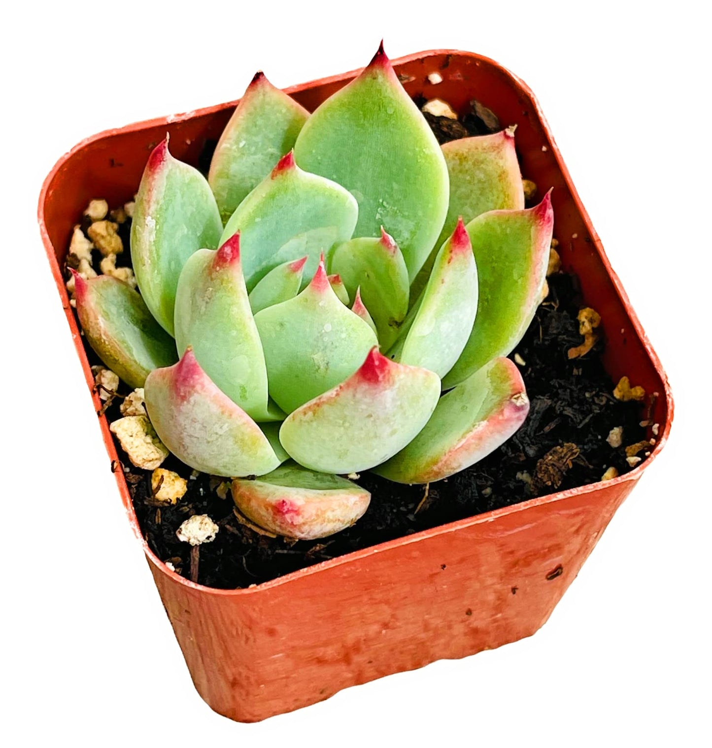 Live Cactus Succulent Plants from USKC (2" Pot Blue Candle Cactus Myrtillocactus Geometrizans) - Variant 30