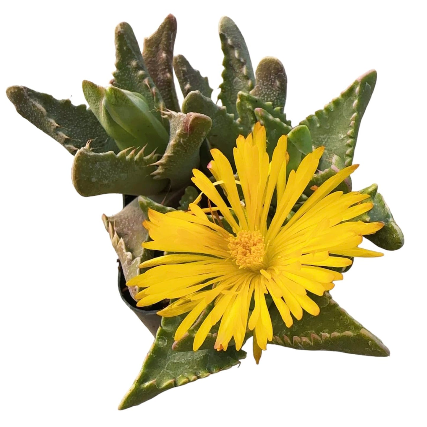 Live Succulent Cactus Plants (2" Pot Crassula Estagnol Spiralis) - 2"pot Faucaria felina ‘Tiger Jaw’