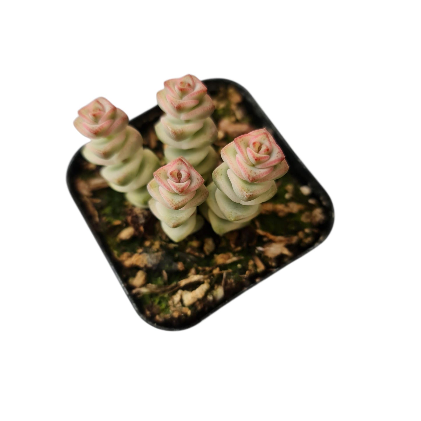 Live Crassula Plants for Home Decor - 2"pot Baby's Necklace' Variegated
