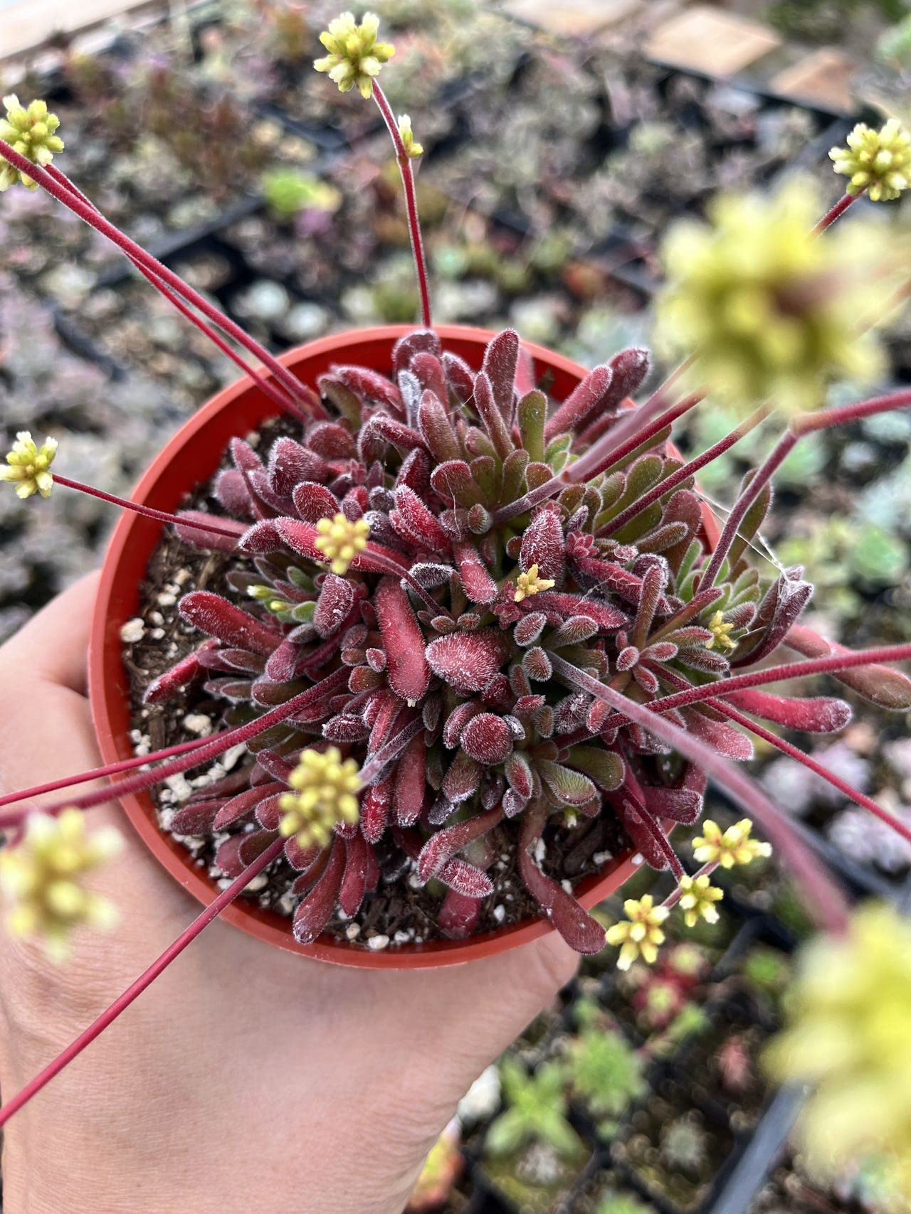 Live Cactus and Succulent plants for Home Office Decor - 4"pot Crassula Pubescens