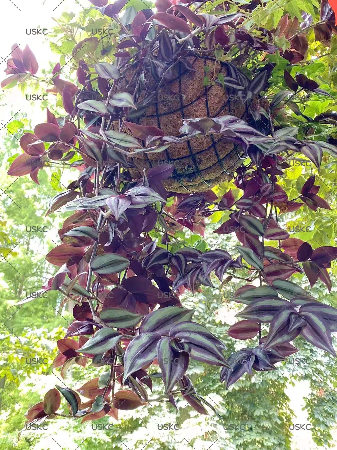 No Root Plant cuttings from USKC (3pc Tradescantia fluminensis variegata no Root cuttings) - Variant 22