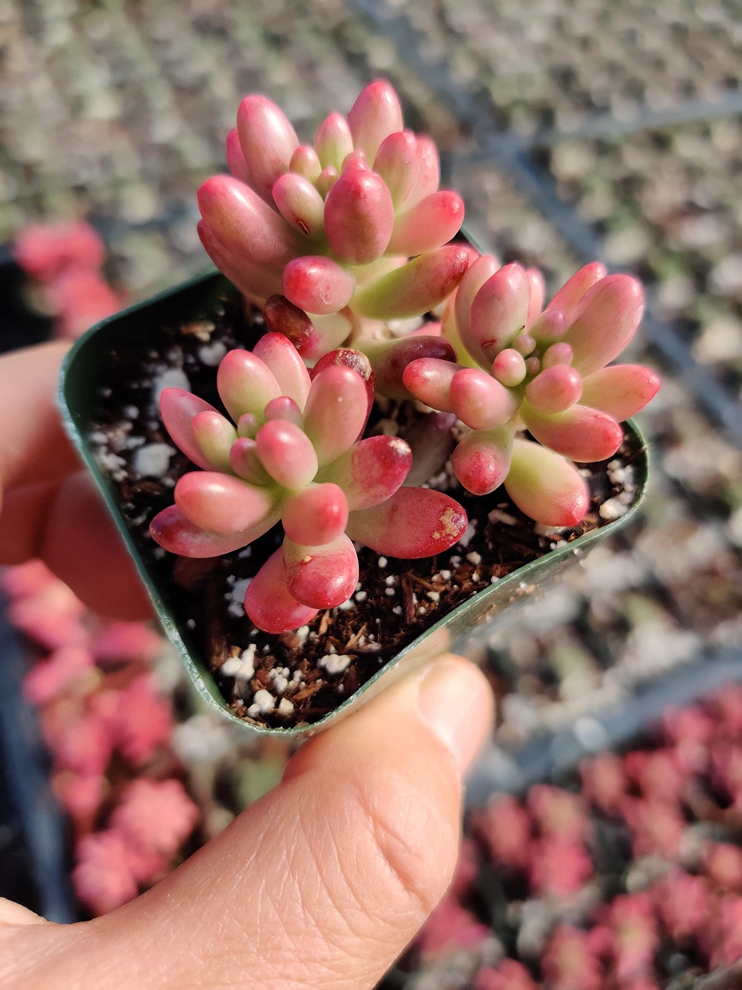 Live Succulent Cactus Plants (2" Pot Crassula Estagnol Spiralis) - Variant 44
