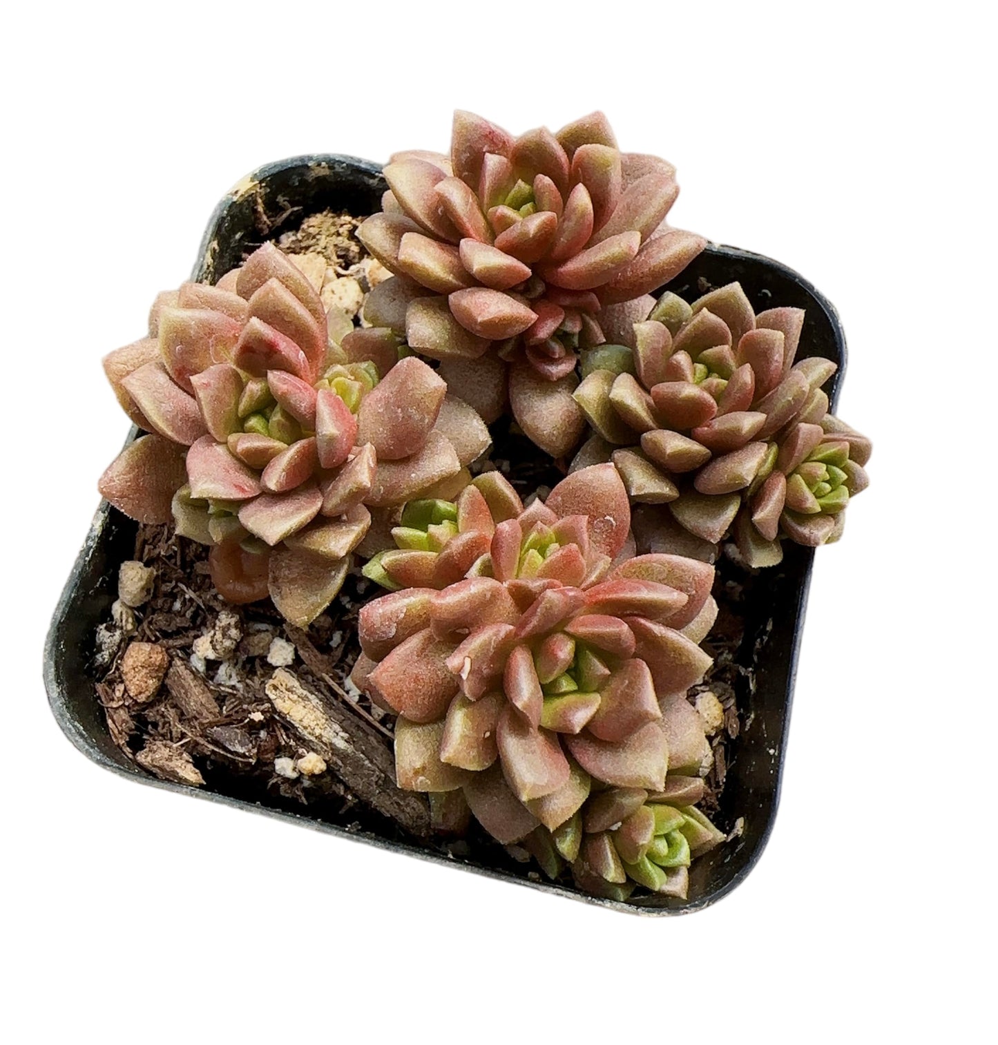 Live Cactus and Succulent plants for Home Office Decor - 2”pot Cremnosedum 'Little Gem'