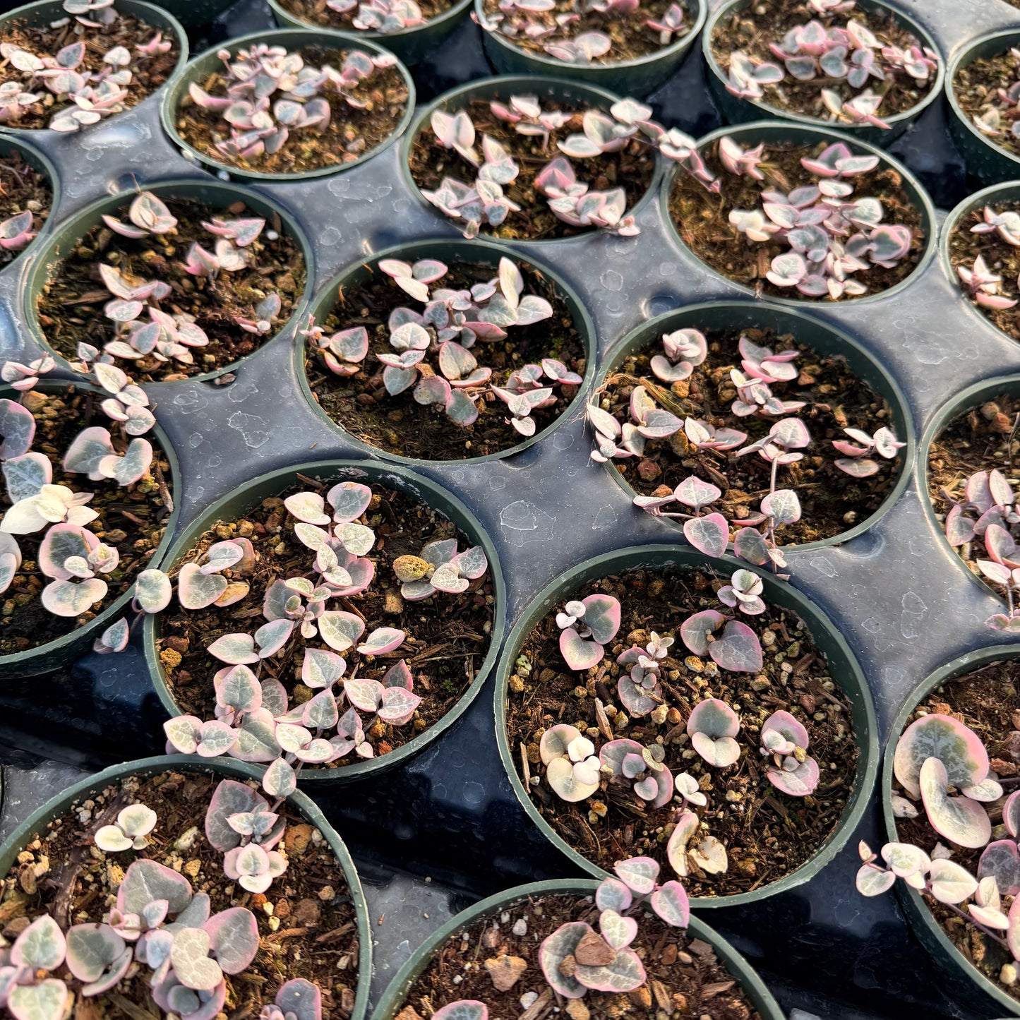 2"pot/4"pot String of hearts variegated