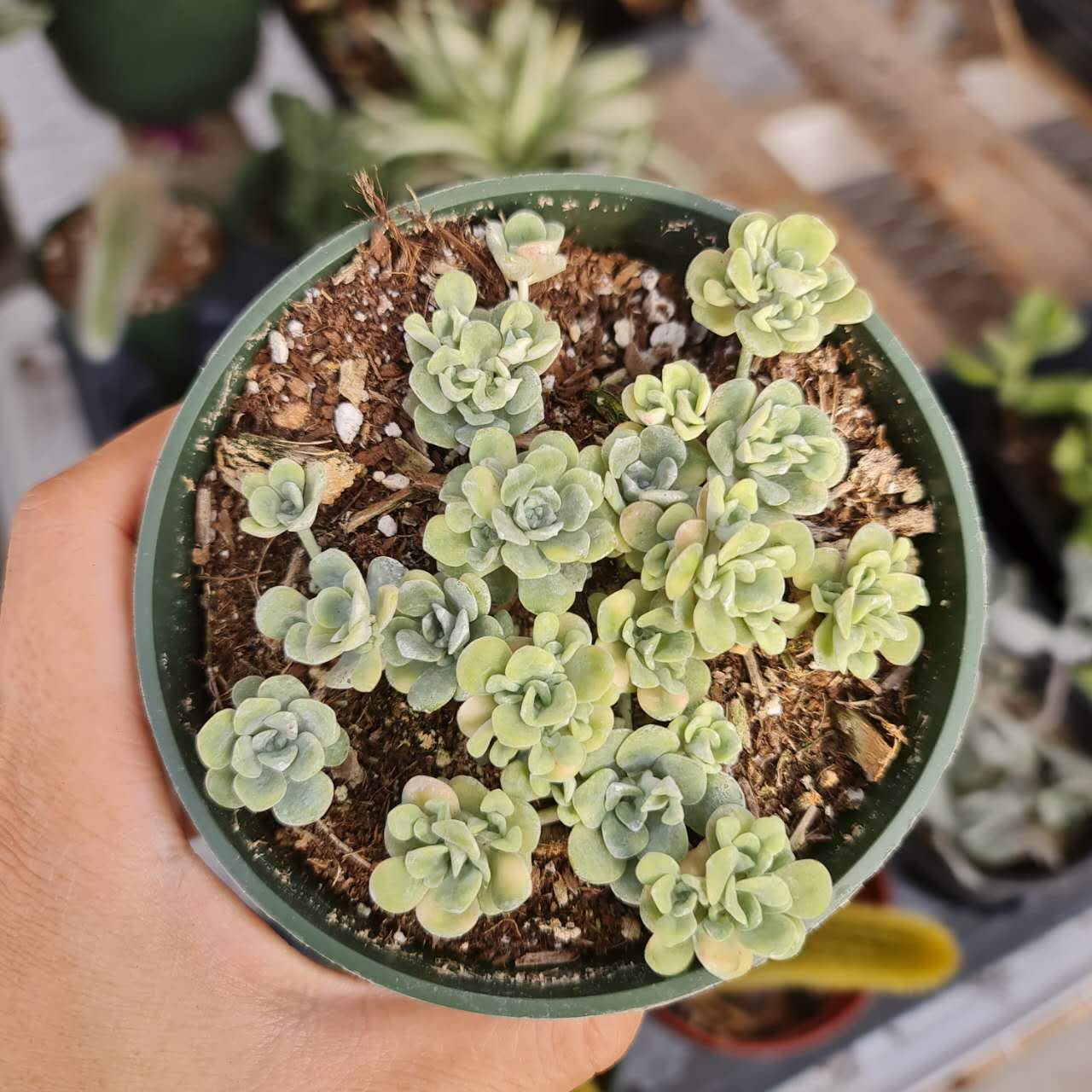 4"pot Sedum Spathulifolia Cape Blanco