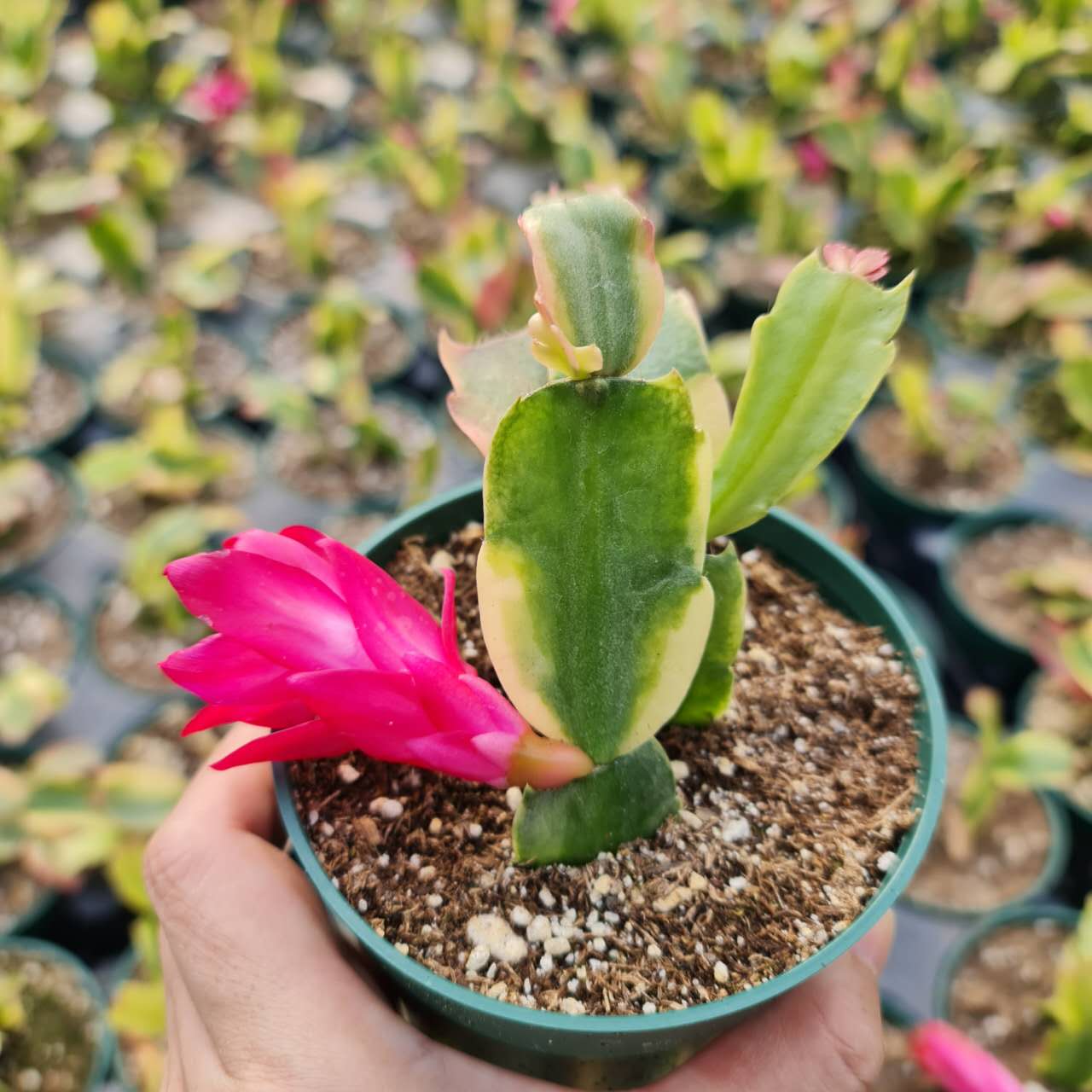4" Variegated Thanksgiving Cactus