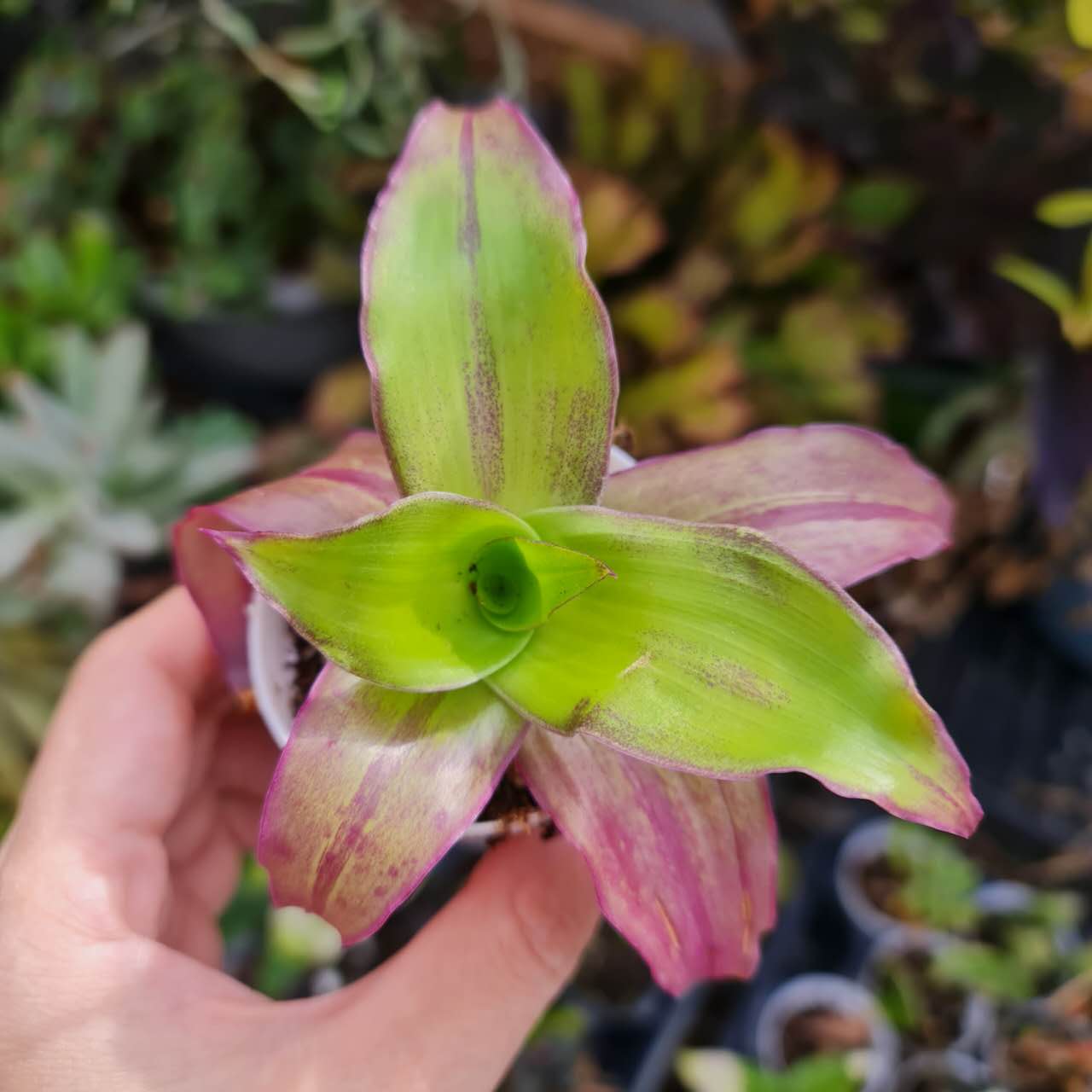 2"pot Callisia fragrans 'Melnikoff'