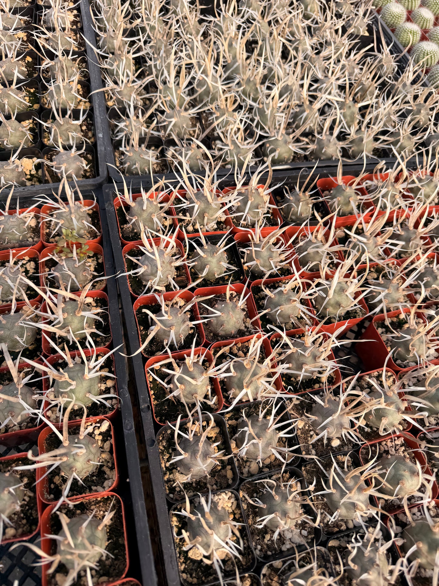 2” pot Paper Spine Cactus