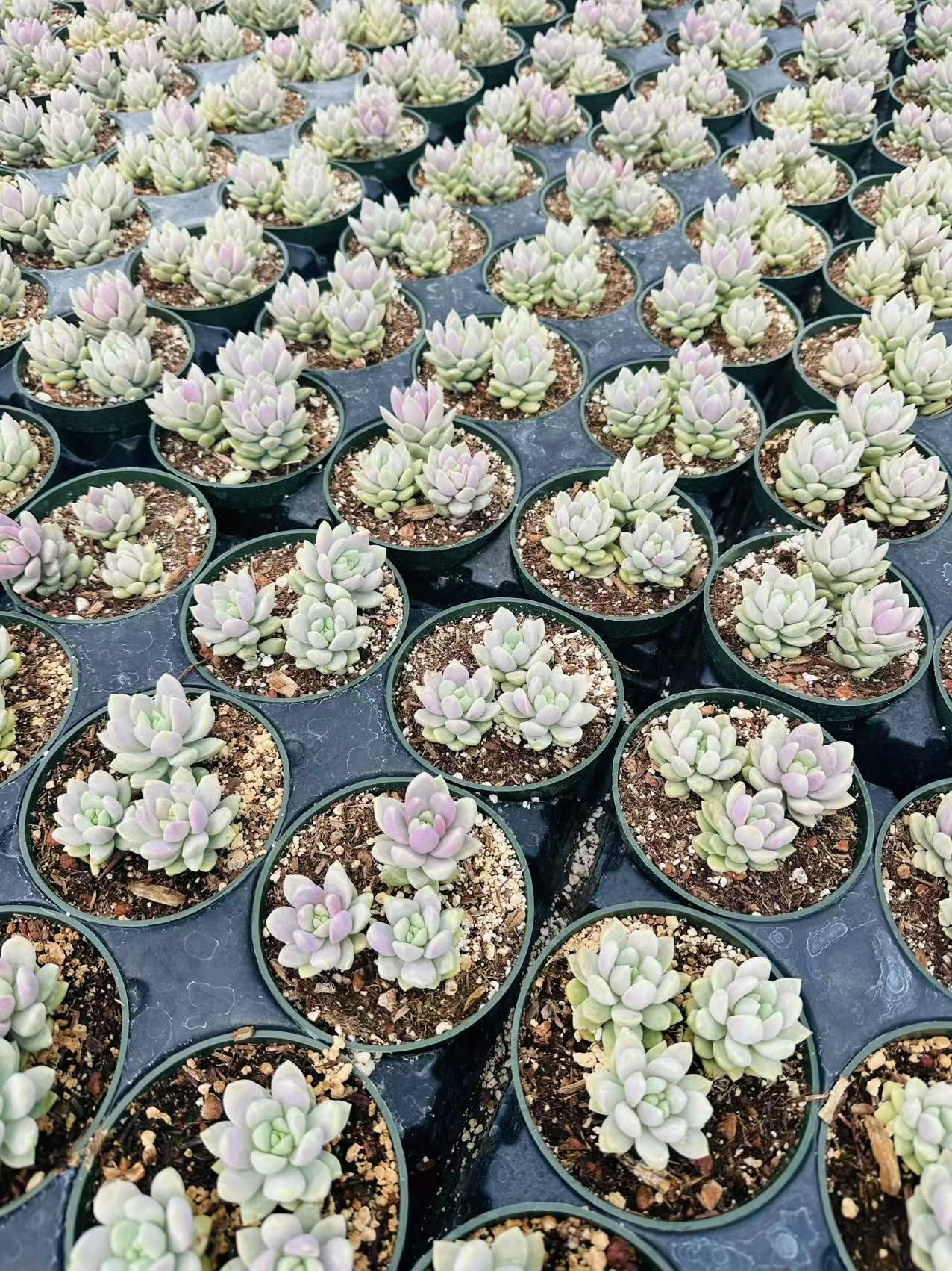Live Succulent Plant 4"pot Sedeveria Lilac Mist