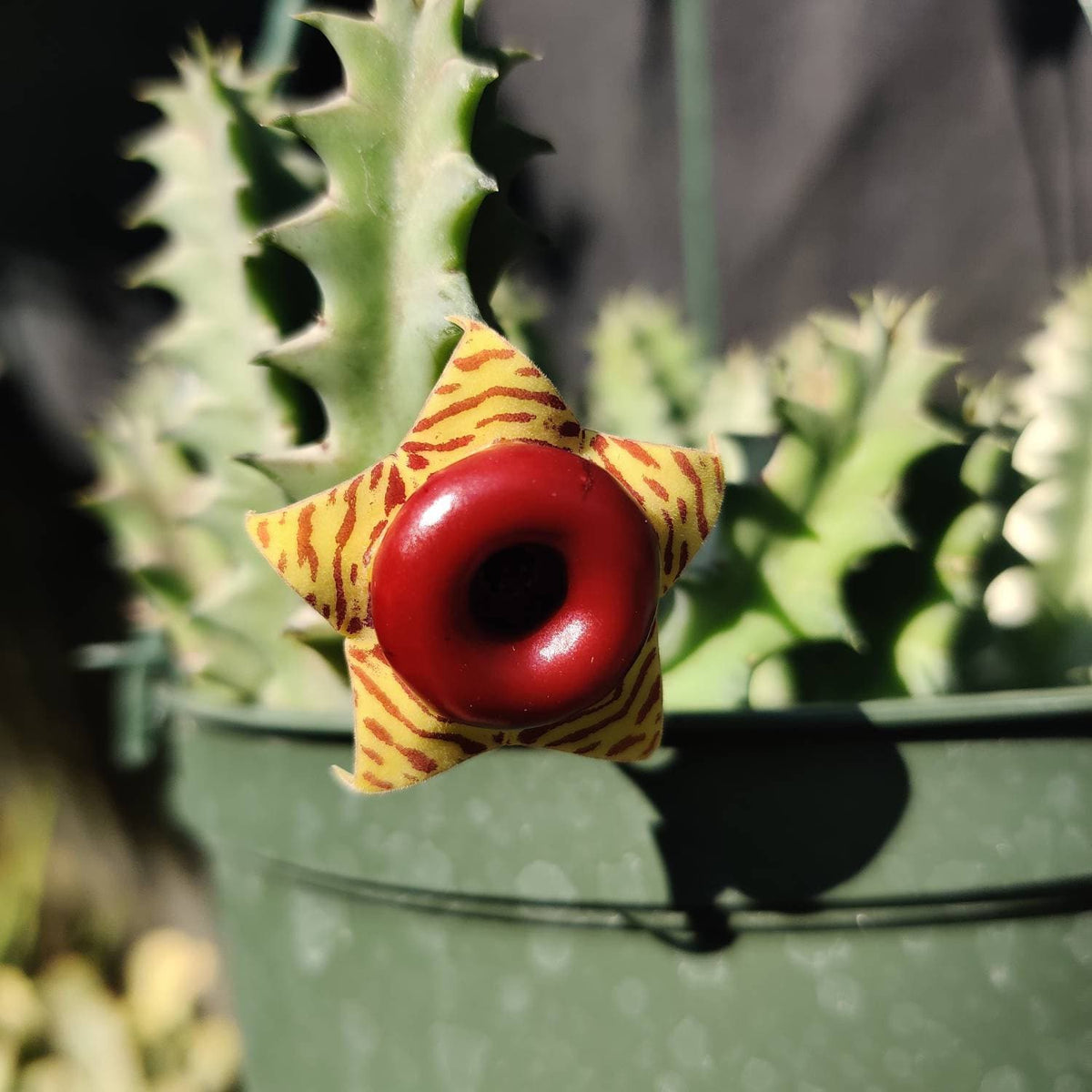 2" pot Huernia Zebrina | life saver plants