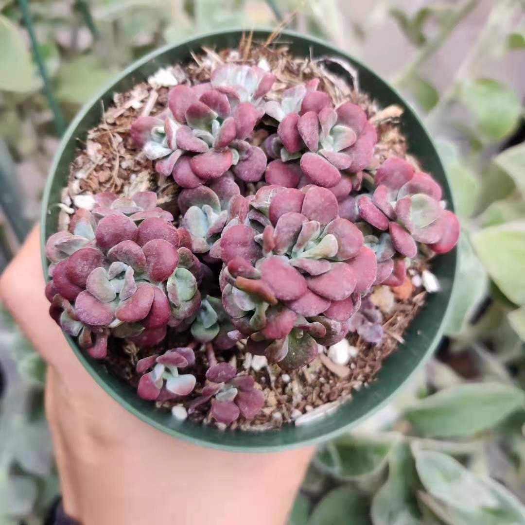 2”pot 4”pot Succulent Plants Sedum spathulifolium Carnea