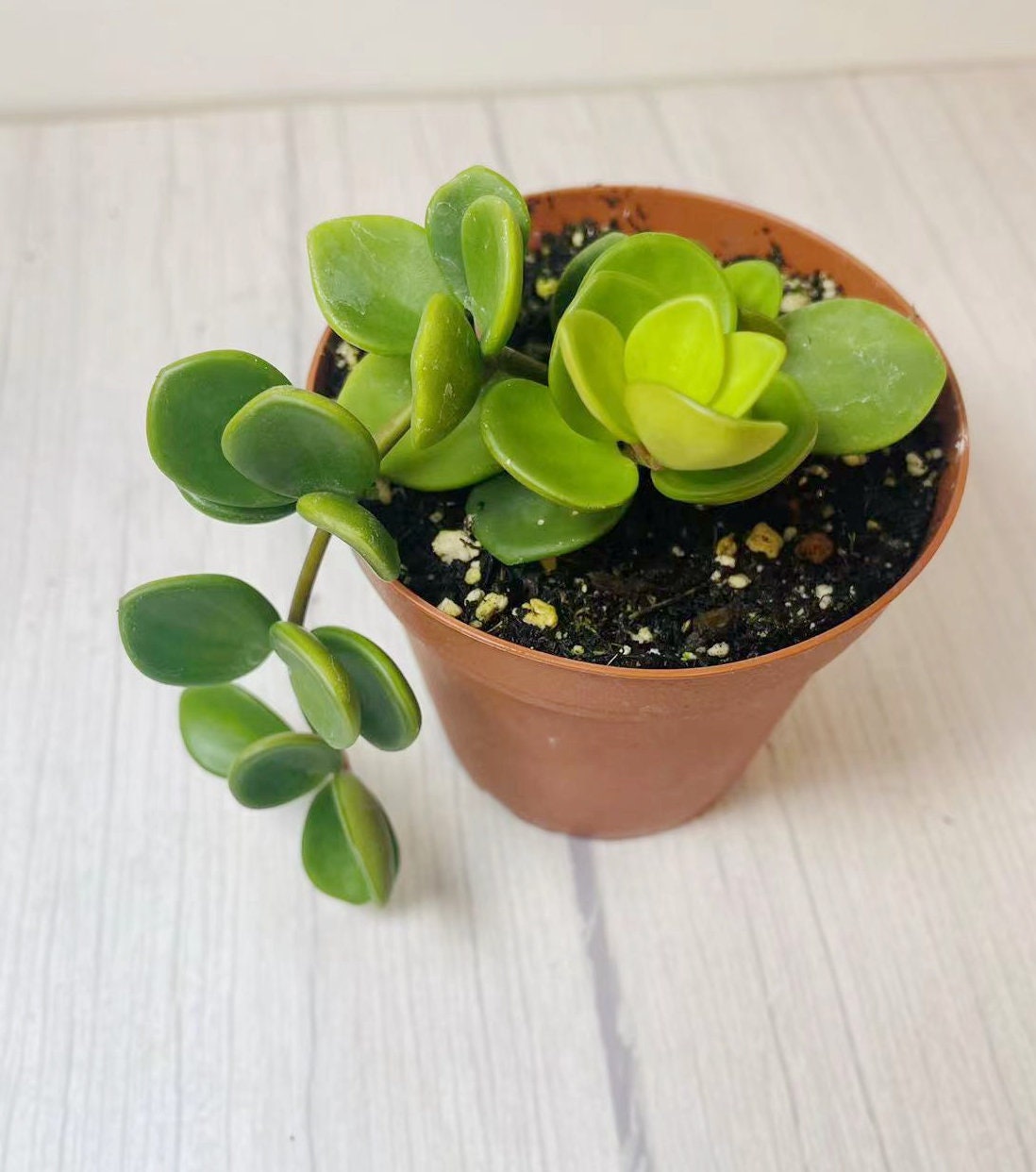 2.5"pot 4” pot Live Plant Peperomia Hope