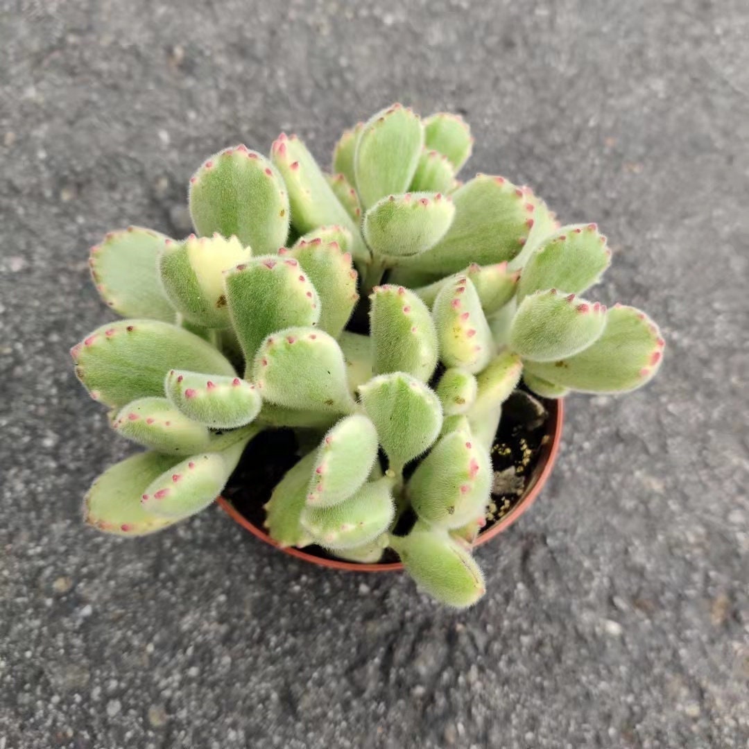 2”pot 4”pot Succulent Plants Cotyledon tomentosa "Bear's Paw" Variegated