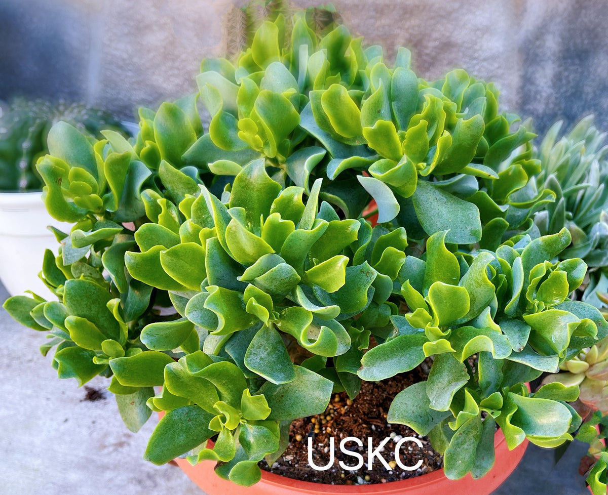 2"pot Crassula arborescens undulatifolia