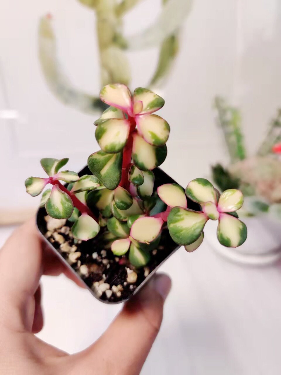 2" pot Succulent Plants Portulacaria Afra Variegata