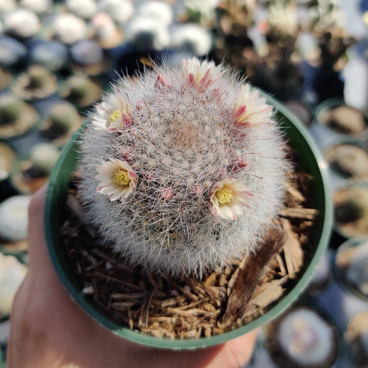 2"pot 4"pot Live cactus plant Mammillaria Schwarzii