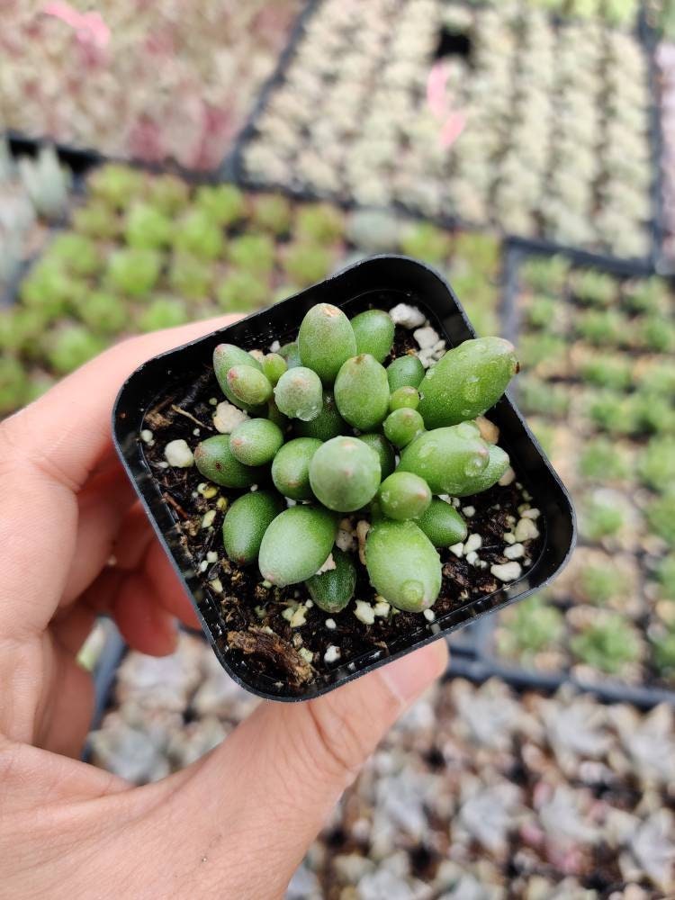 2”pot Succulent Plants Adromischus oviforme