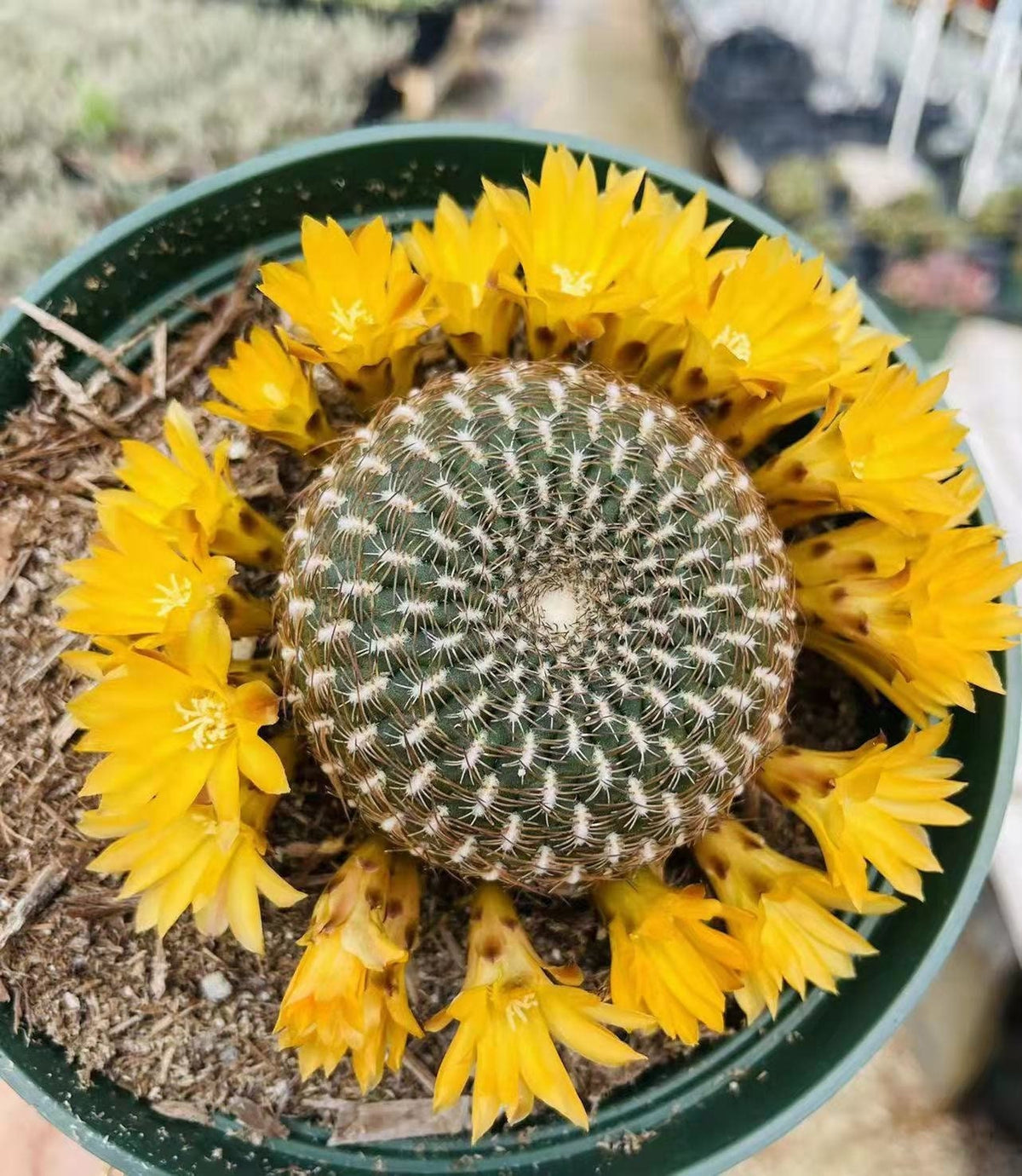 4"pot Live Cactus Solcurebutia Arenacea