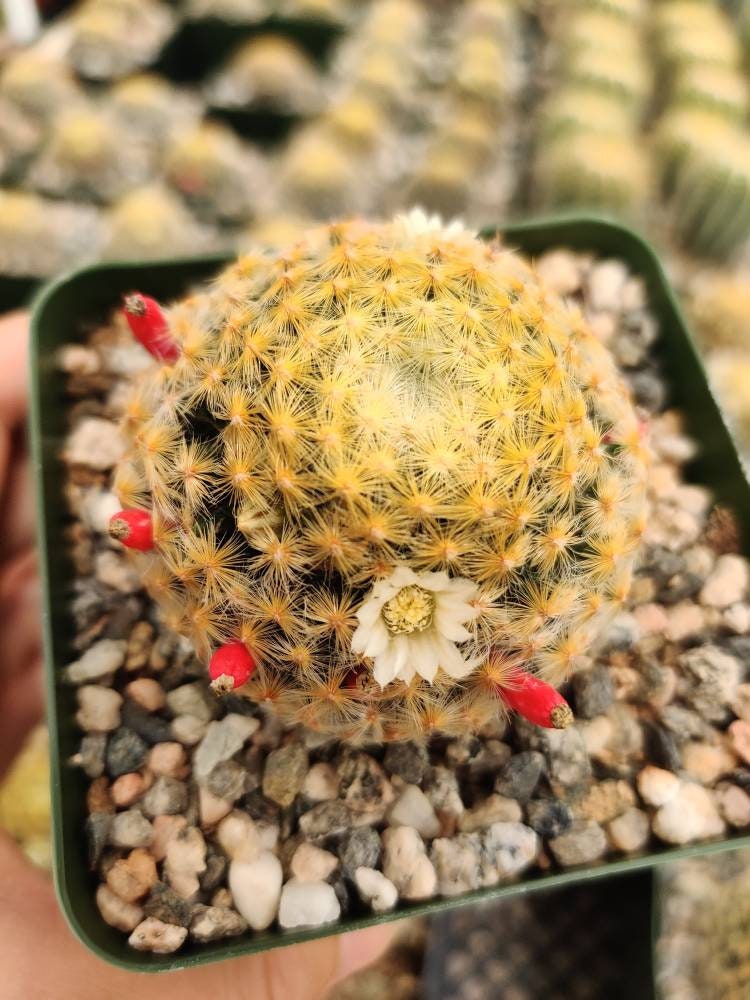 4"pot cactus Mammillaria Schiedeana