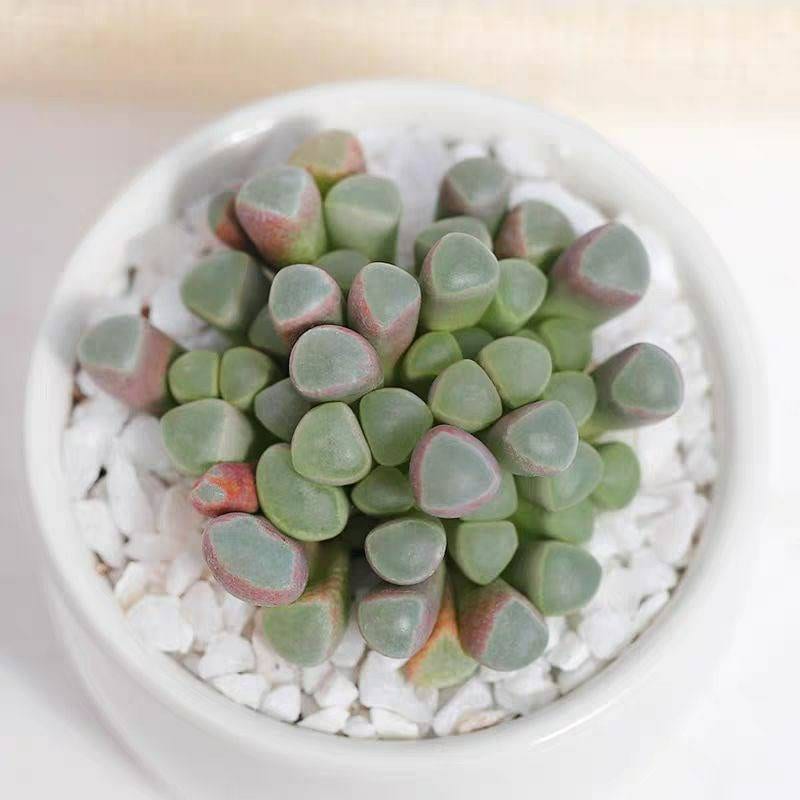 2" pot Succulent Plants Fenestraria baby toes