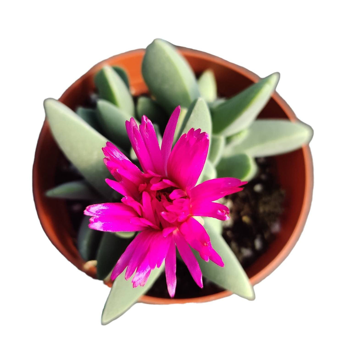 2"pot Cheiridopsis Candidissima 'Lobster Claws'