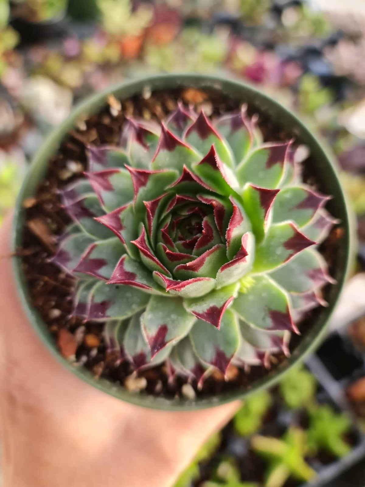 2"pot 4”pot Succulent Plants Sempervivum Calcareum