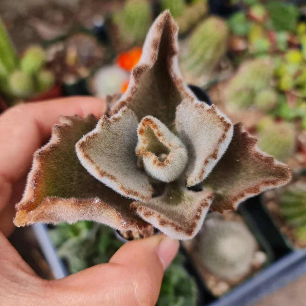 2" pot Kalanchoe Beharensis Fang
