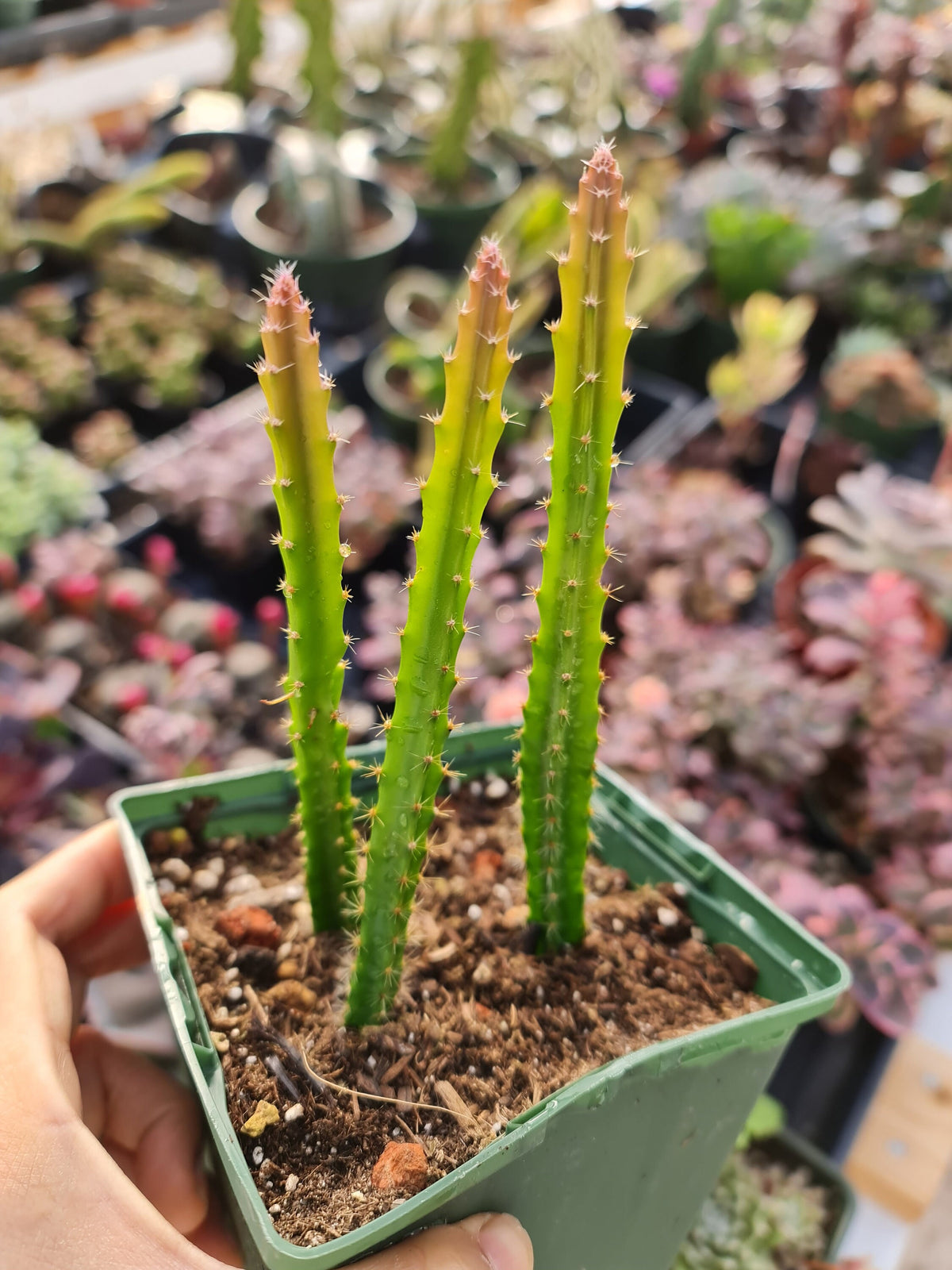 No root cuttings/2"pot 4"pot Cactus Aporophyllum Edna Bellamy
