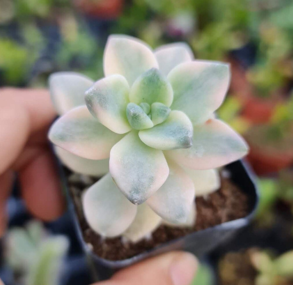 Rare Succulent -2" Graptopetalum Variegated Tituban