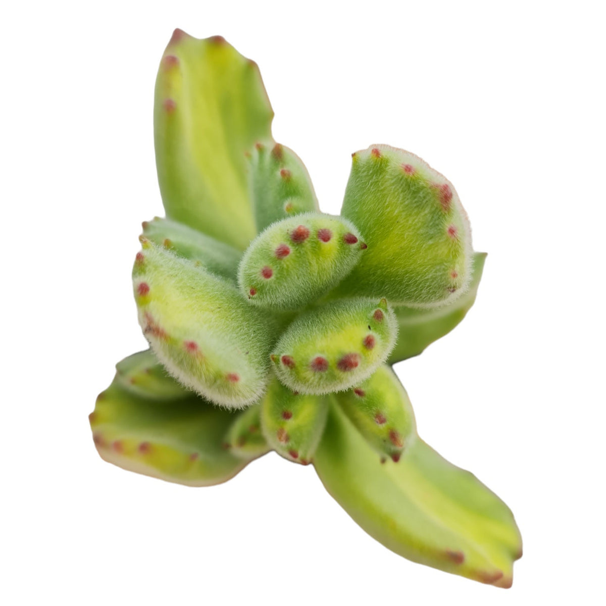 2" pot Cotyledon Tomentosa Bear Paw Reverse Variegated