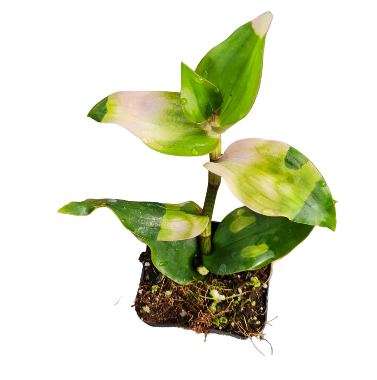 2"pot Live houseplants Tradescantia Blushing bride