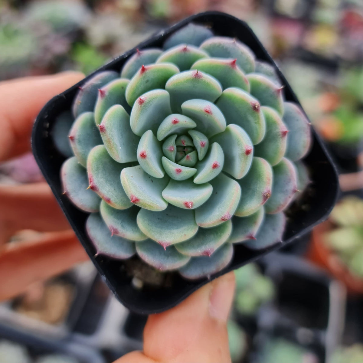2” pot Echeveria Minima