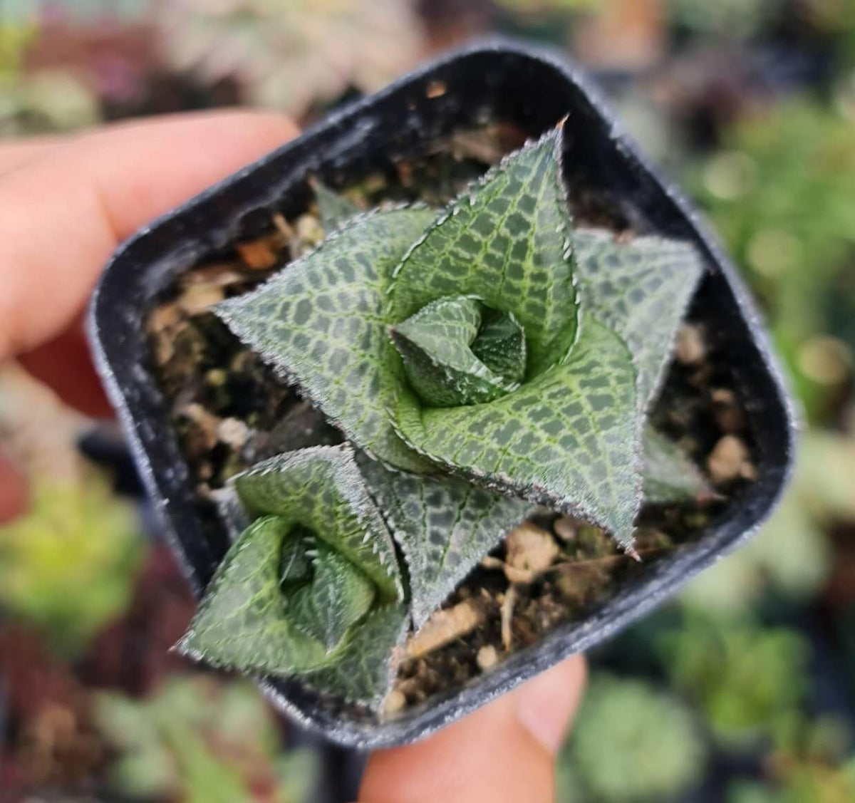 Live Haworthia plant 2"pot Haworthia Tessellata