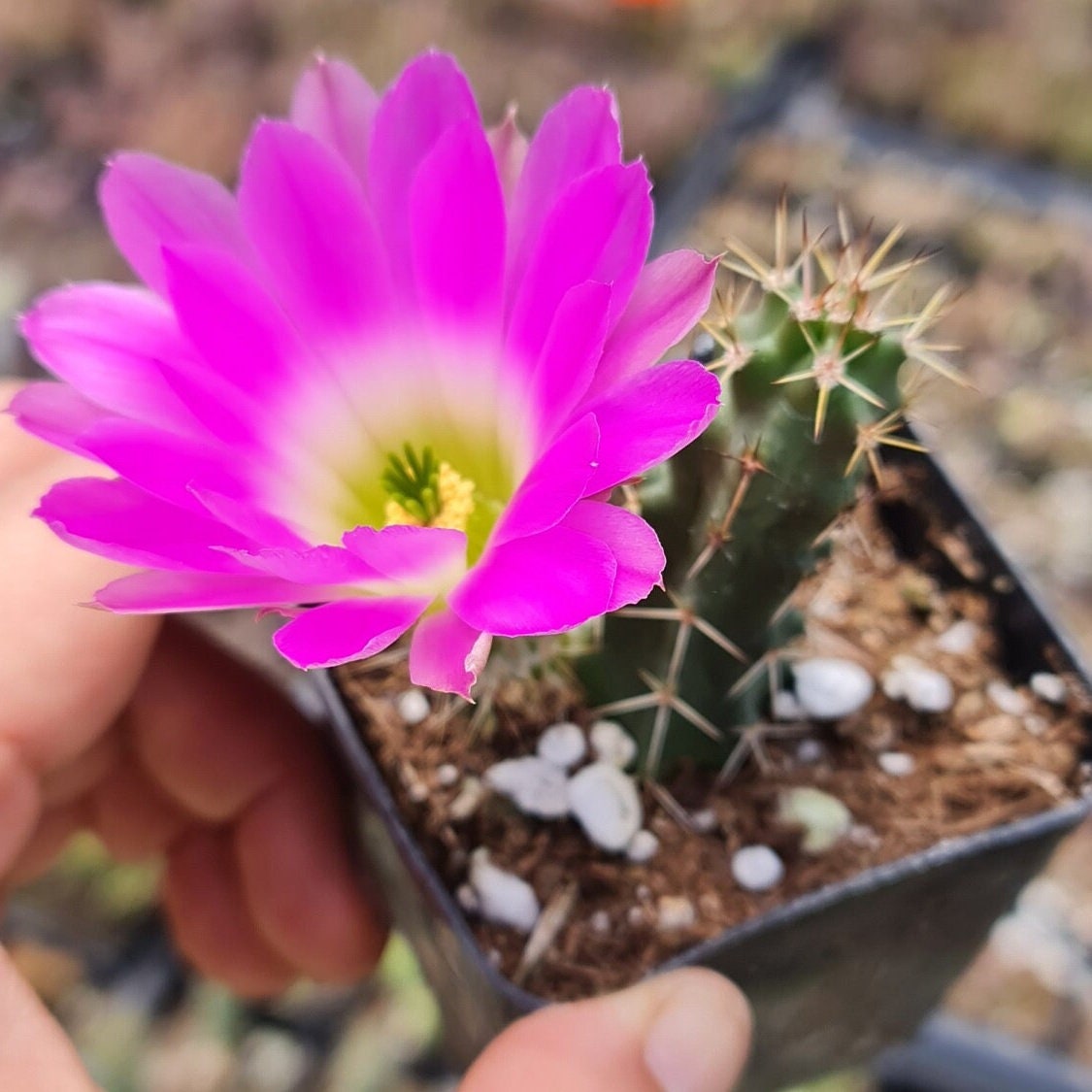 2"pot Live cactus Echinocereus Pentalophus