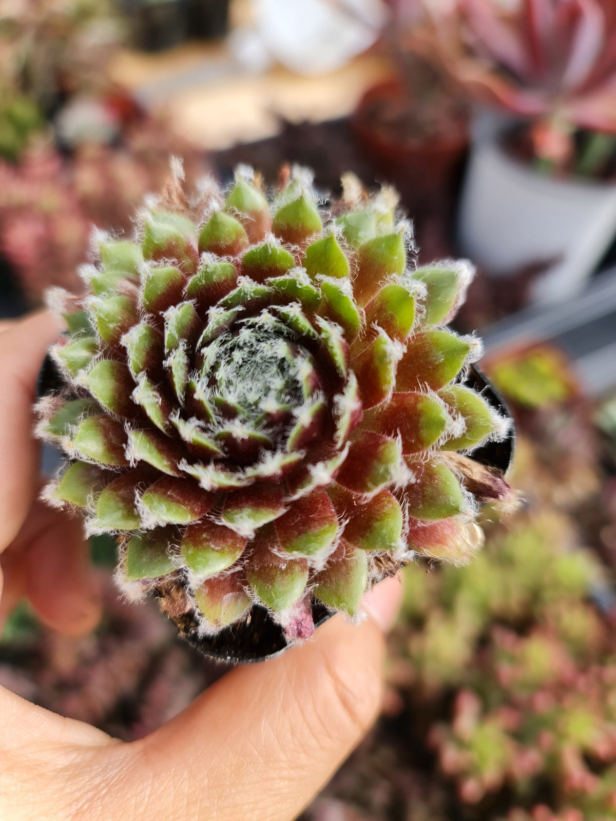 2"pot Sempervivum 'Jade Rose'
