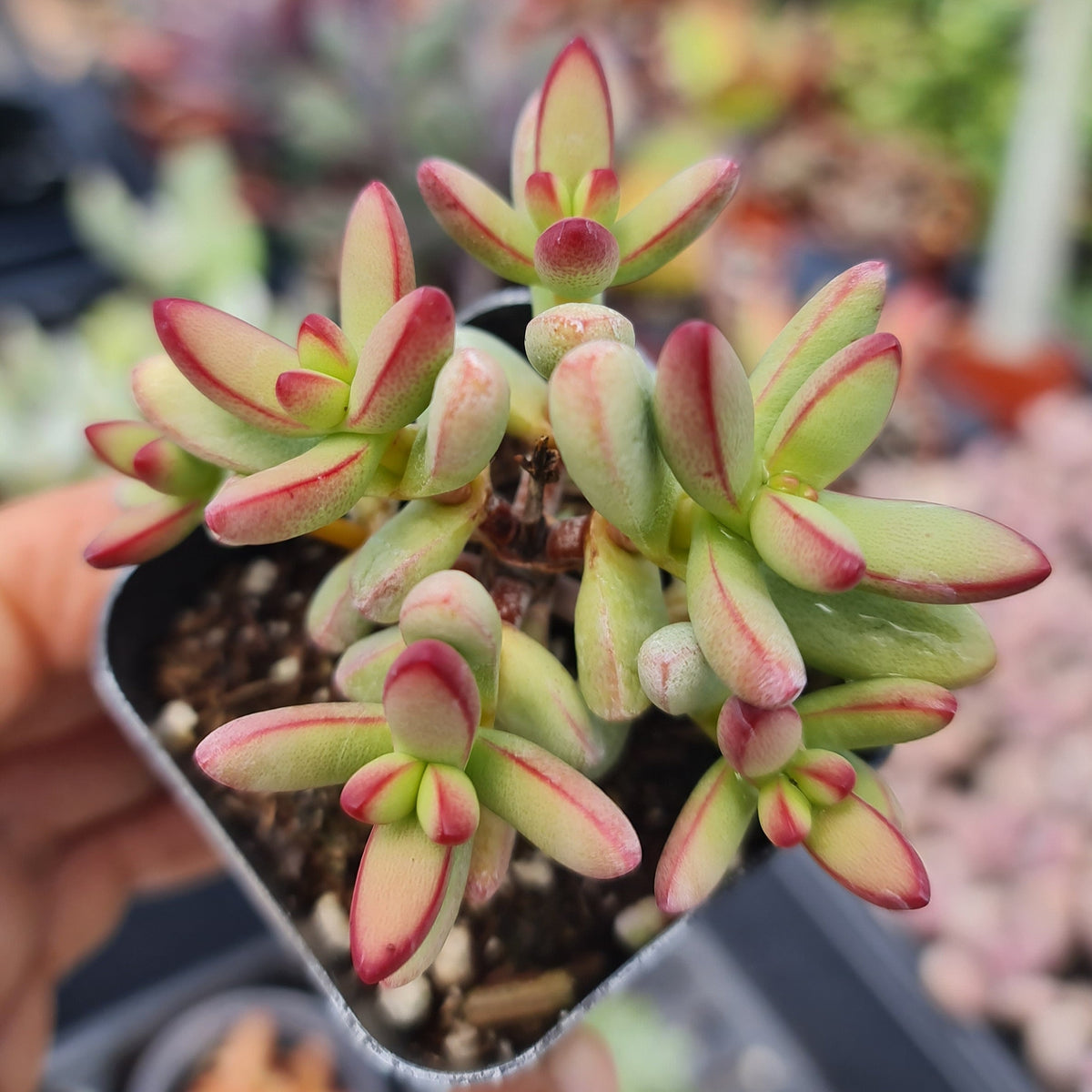 2"pot Succulent Plants Crassula Nudicaulis Var. Herrei