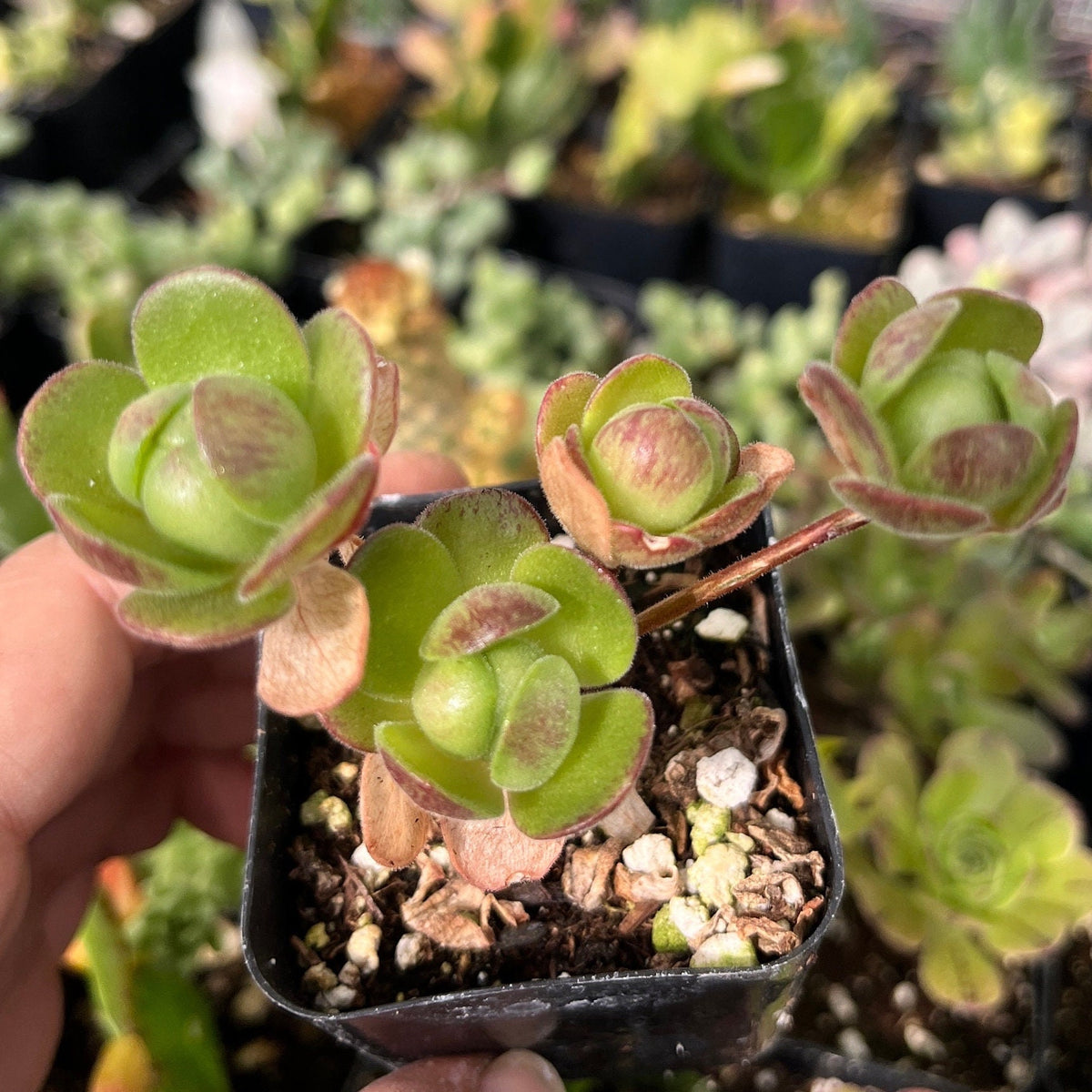 2”pot Rooted Rare Succulent - Aeonium saundersii