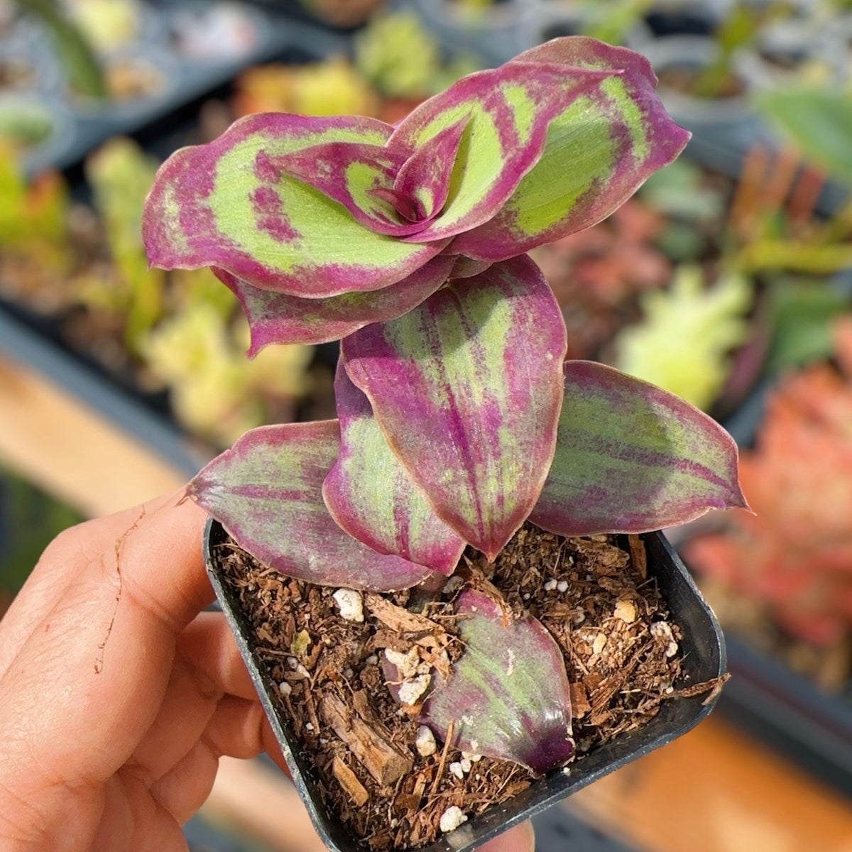 2"pot Callisia soconuscensis 'Dragon Tail'